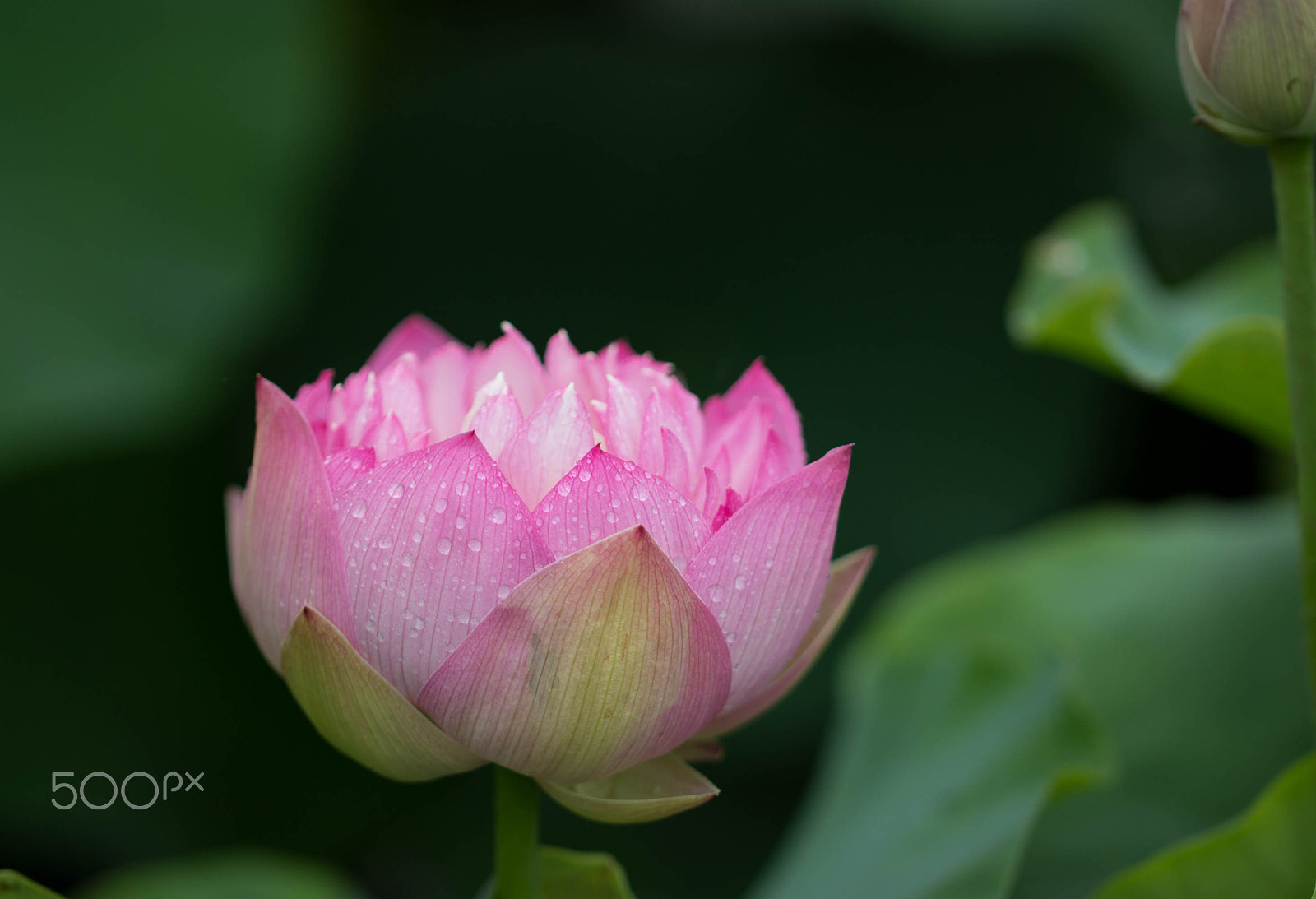 Canon EOS 600D (Rebel EOS T3i / EOS Kiss X5) sample photo. Rainy lotus photography