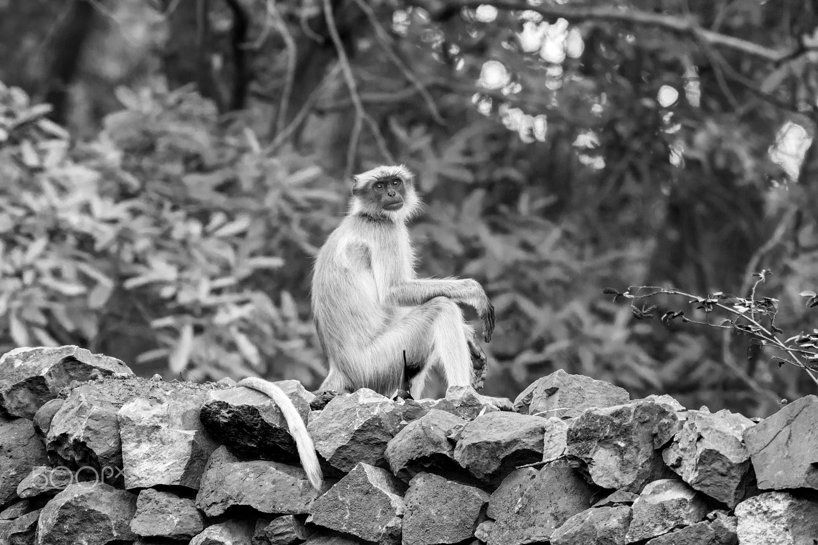 Nikon AF-S Nikkor 200-500mm F5.6E ED VR sample photo. Bw photography