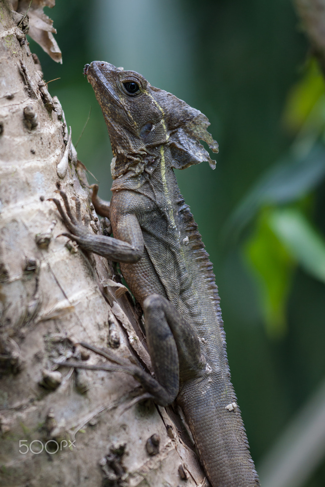 Sigma APO Macro 150mm f/2.8 EX DG HSM sample photo. Jesus lizard photography