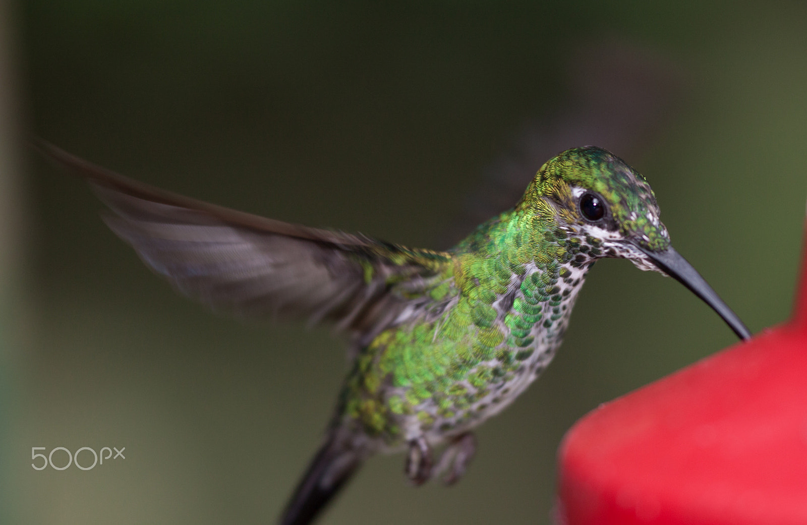 Sigma APO Macro 150mm f/2.8 EX DG HSM sample photo. Hummingbird photography