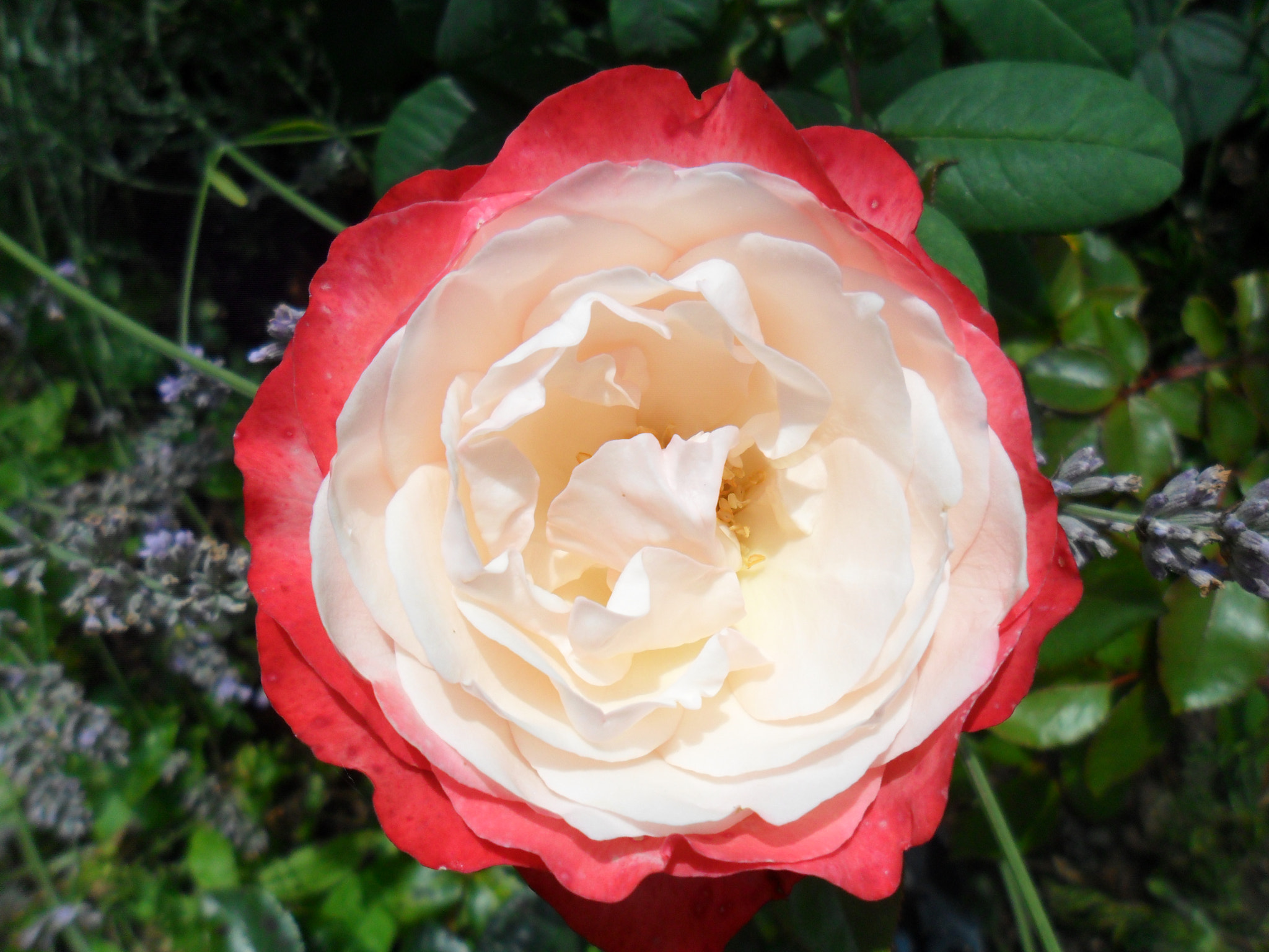 Samsung ES25, ES27 / VLUU ES25, ES27 /  SL45 sample photo. Rose "nostalgia" photography