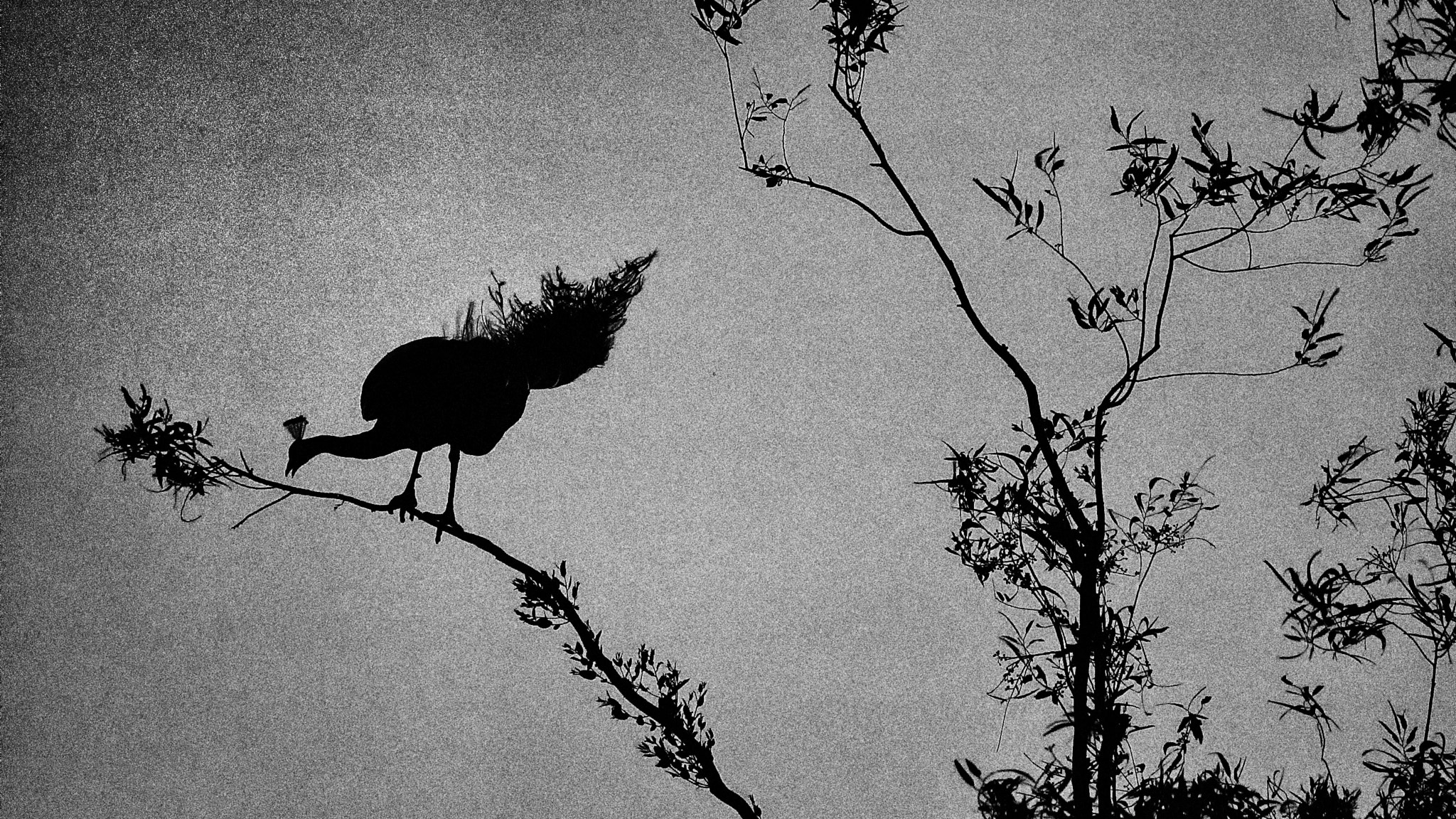 Nikon D50 sample photo. Night perch photography