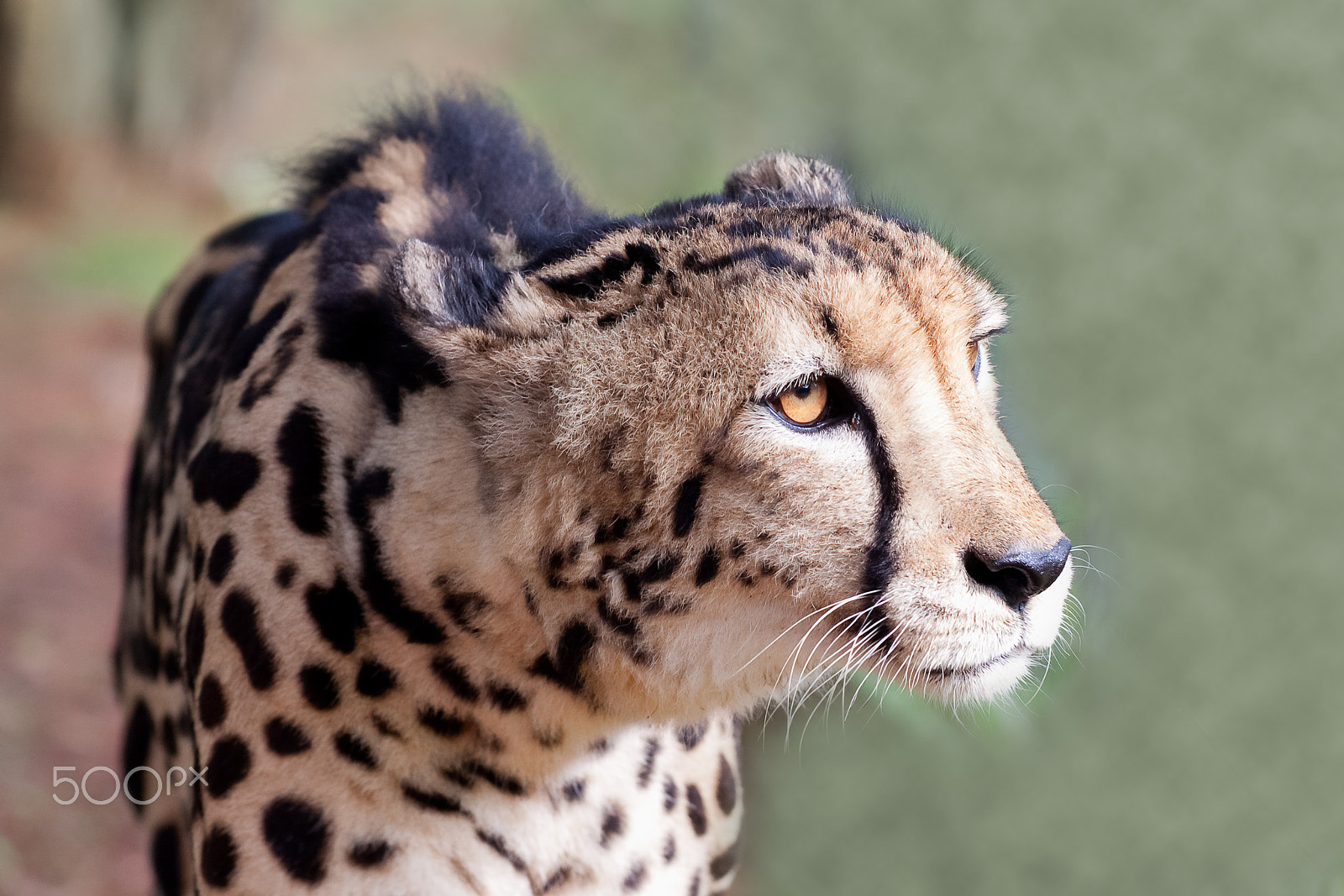 Sigma APO Macro 150mm f/2.8 EX DG HSM sample photo. King cheetah. photography