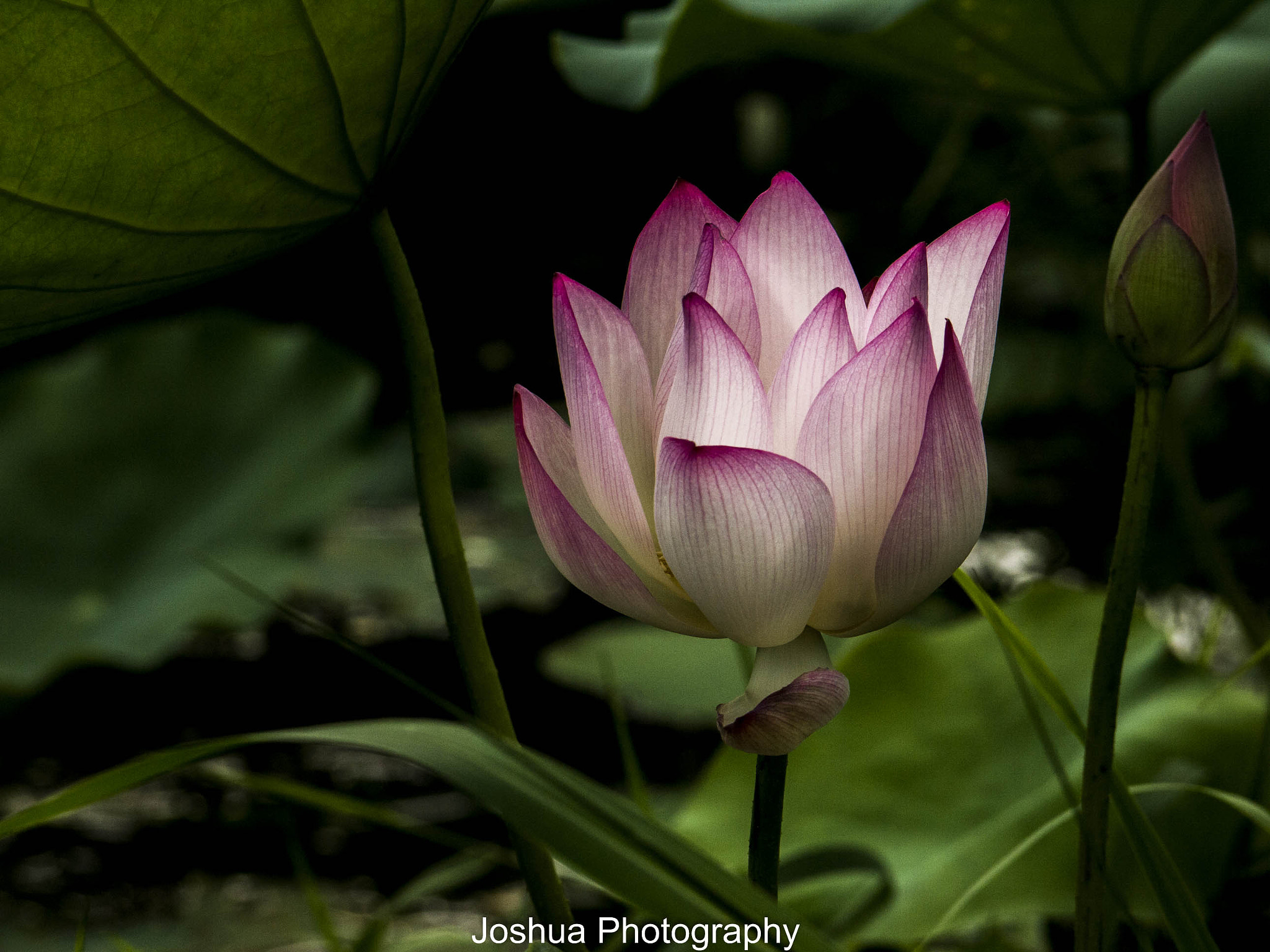 Panasonic Lumix G Vario 45-200mm F4-5.6 OIS sample photo. _1130551.jpg photography