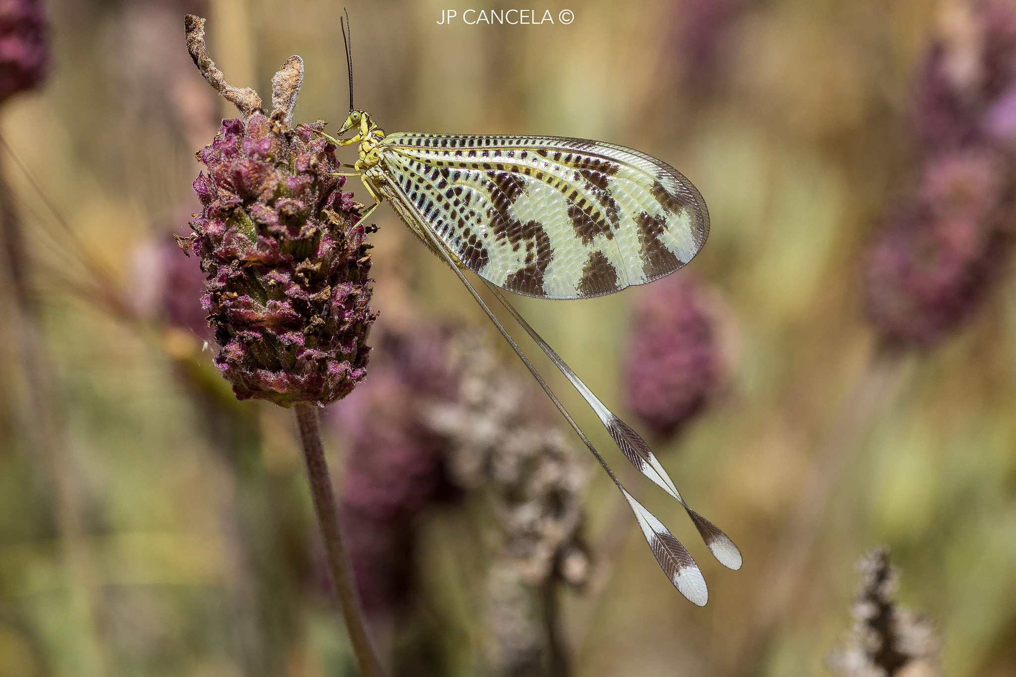 Canon EOS 700D (EOS Rebel T5i / EOS Kiss X7i) + Tamron SP AF 90mm F2.8 Di Macro sample photo. Nemoptera bipennis photography