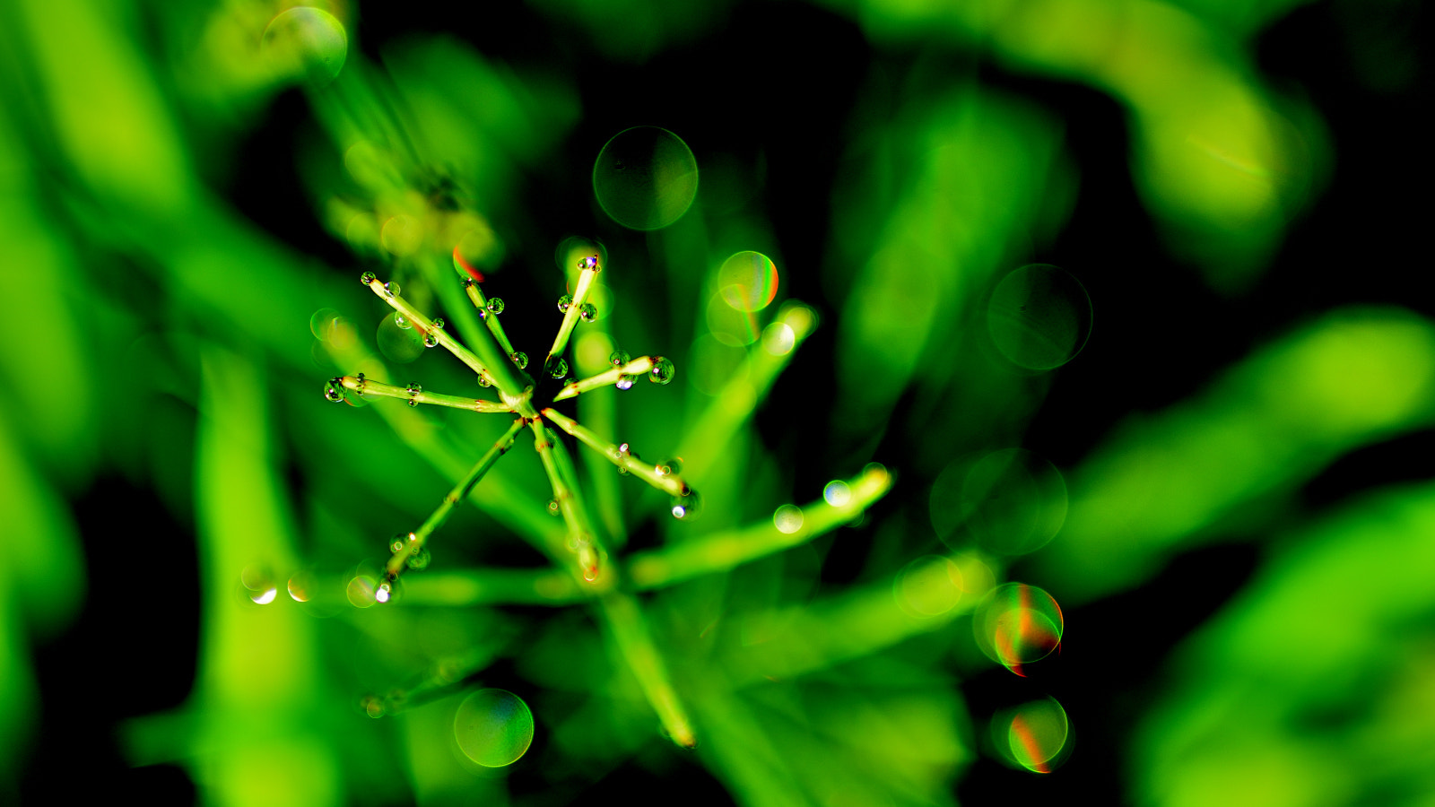 Nikon D7200 + Sigma 50mm F1.4 DG HSM Art sample photo. Drops photography