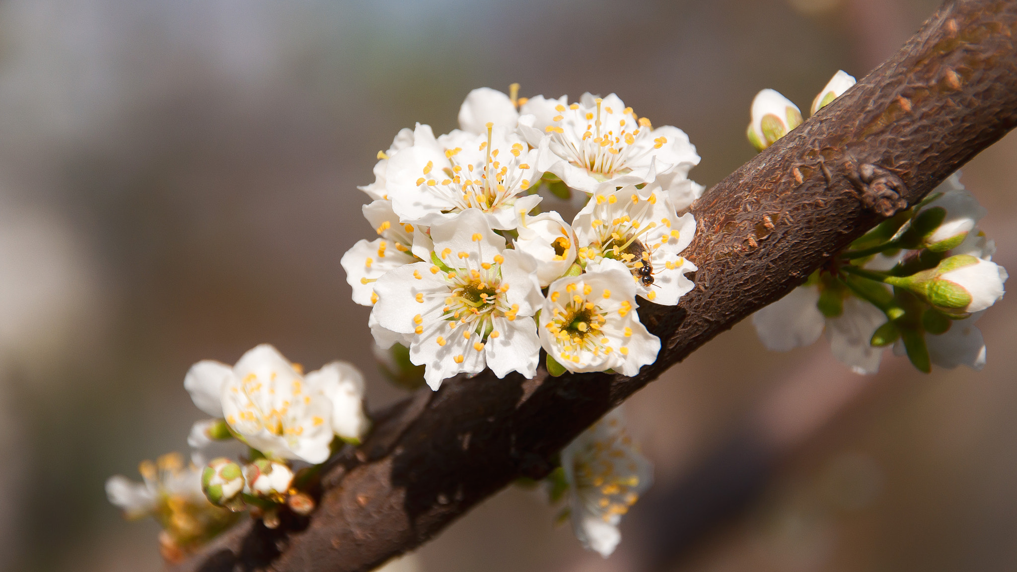 Sigma 18-200mm F3.5-6.3 II DC OS HSM sample photo. Cherry 2 photography