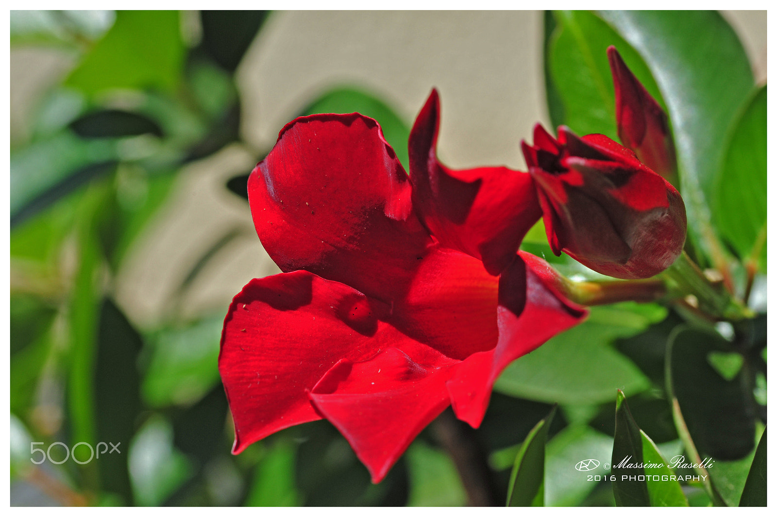 Sigma 105mm F2.8 EX DG OS HSM sample photo. Dsc_8879.jpg photography