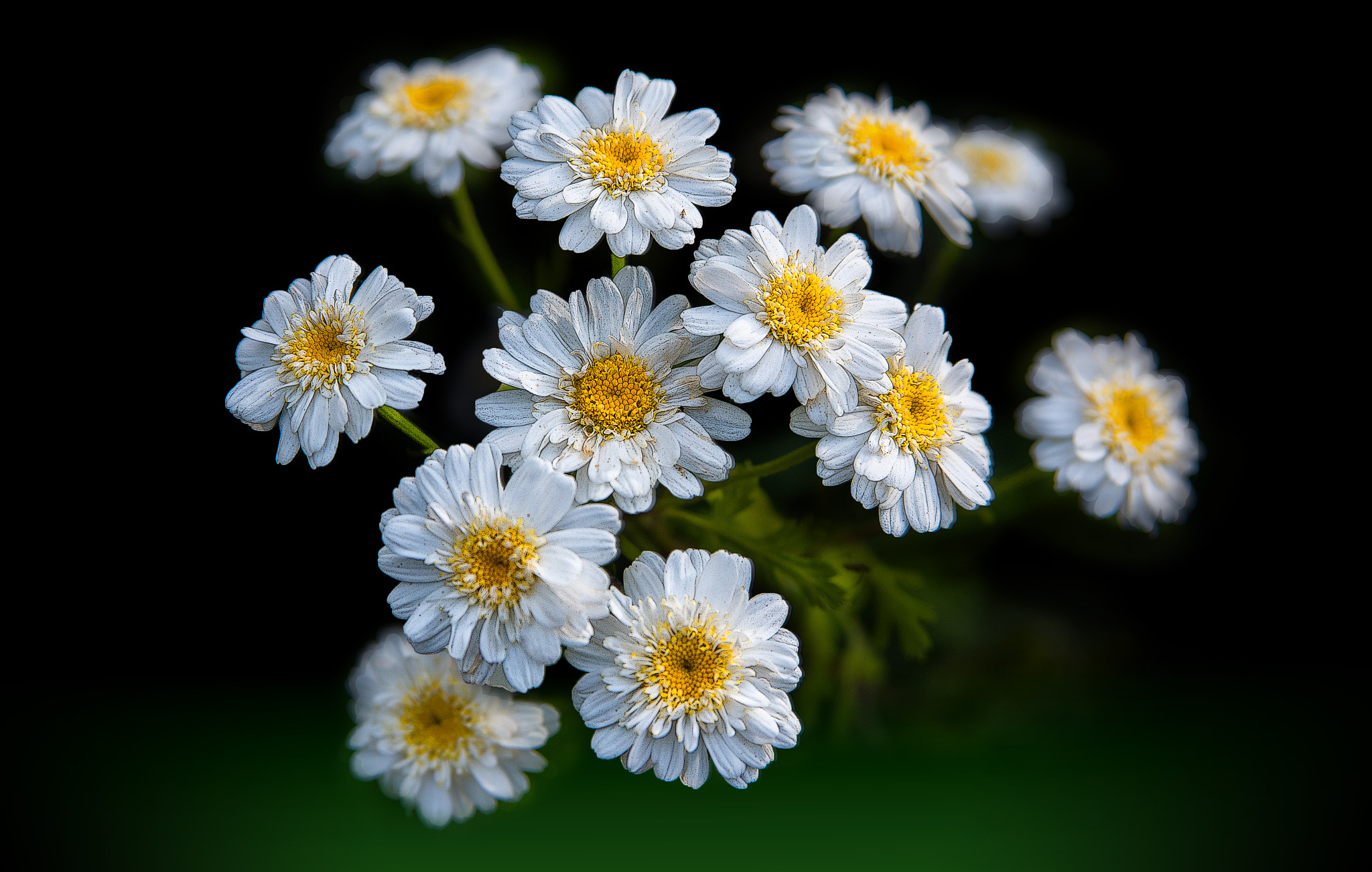 AF Zoom-Nikkor 28-105mm f/3.5-4.5D IF sample photo. Margaritas blancas photography