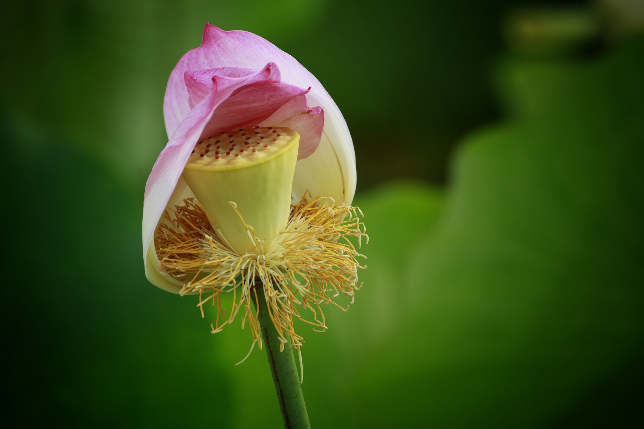 Canon EF 70-300mm F4-5.6 IS USM sample photo. 巜蒂落》 photography