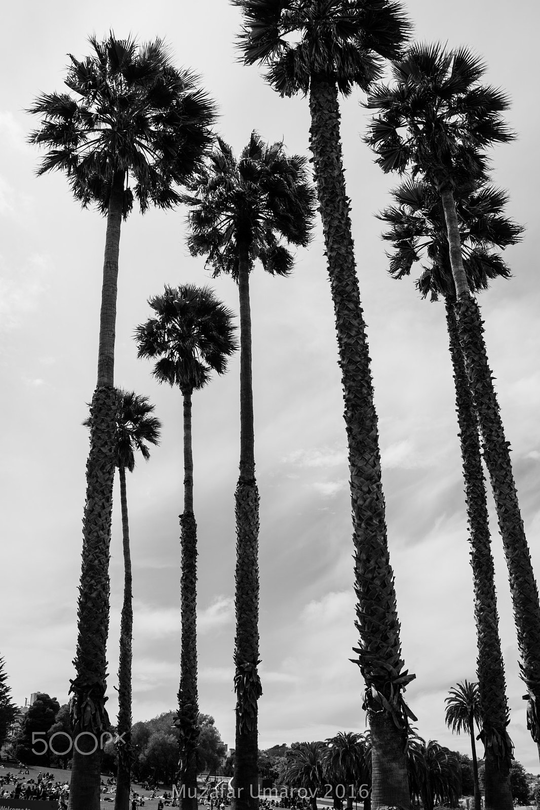 Sony a6300 + Sony Vario Tessar T* FE 24-70mm F4 ZA OSS sample photo. Tall palms photography