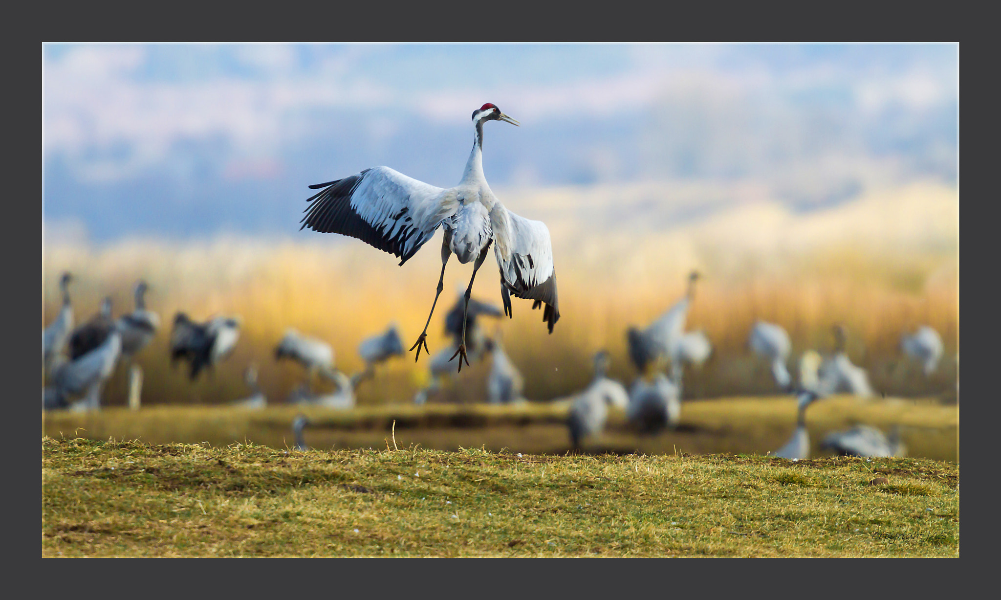 Canon EF 300mm F2.8L IS USM sample photo. Trane photography