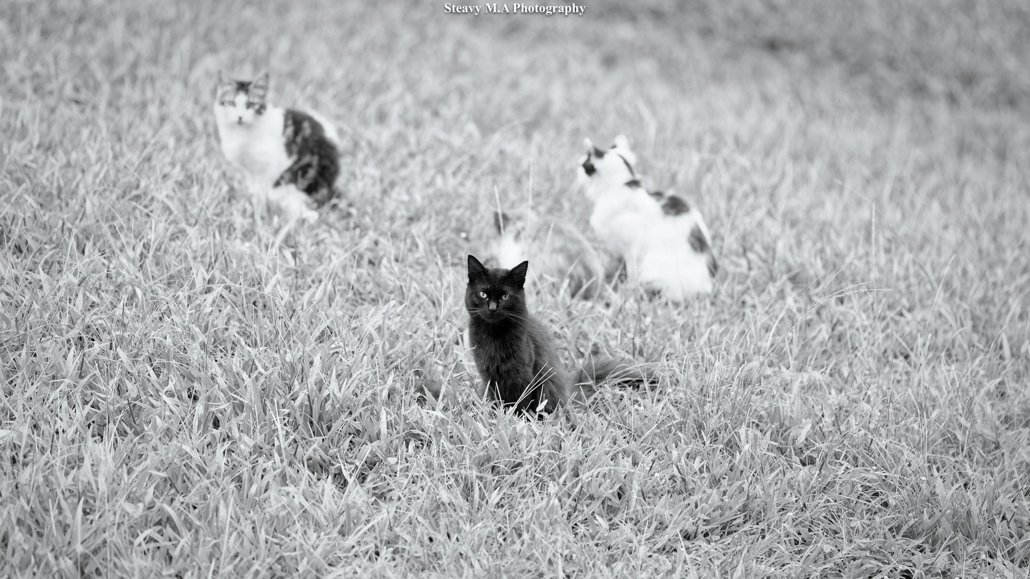 ZEISS Apo Sonnar T* 135mm F2 sample photo. The cat gang photography