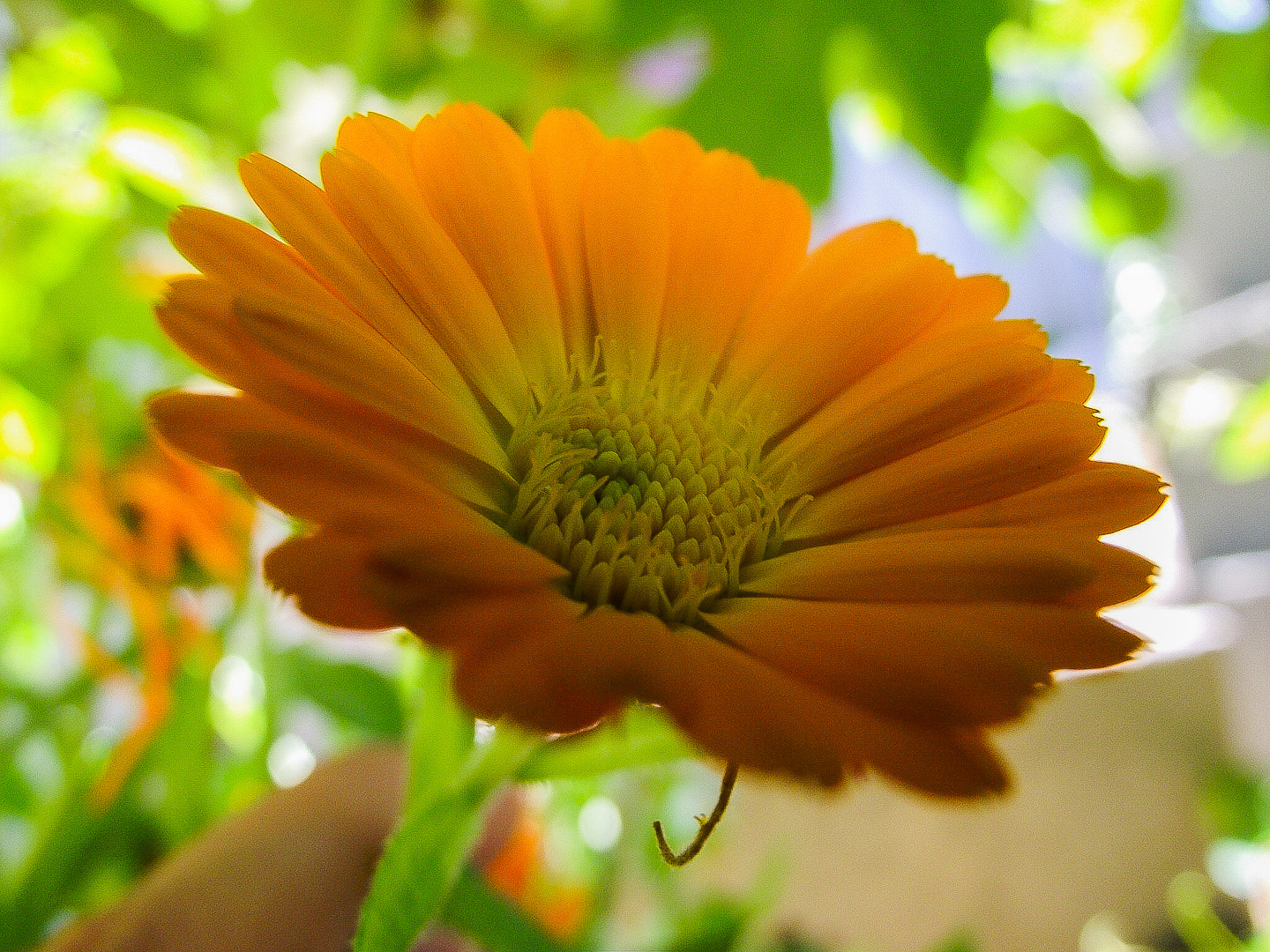 FujiFilm FinePix S1600 (FinePix S1770) sample photo. Divine fleur photography