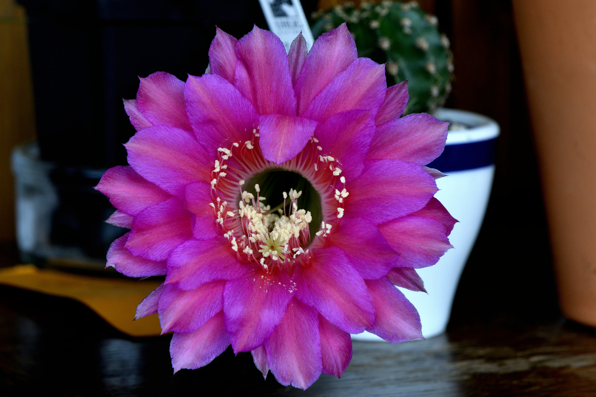 Nikon AF-S DX Micro-Nikkor 85mm F3.5G ED VR sample photo. Fleur de cactus photography