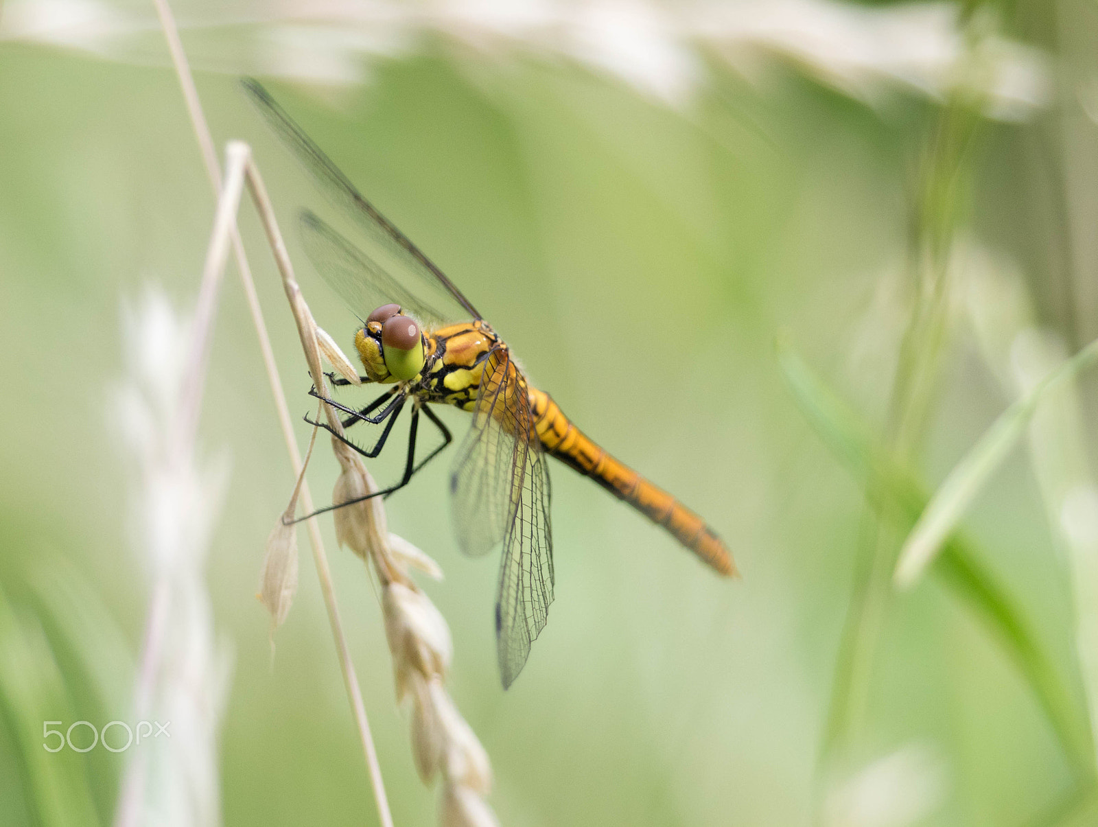 Canon EF 300mm F2.8L IS II USM sample photo. Dragonfly photography