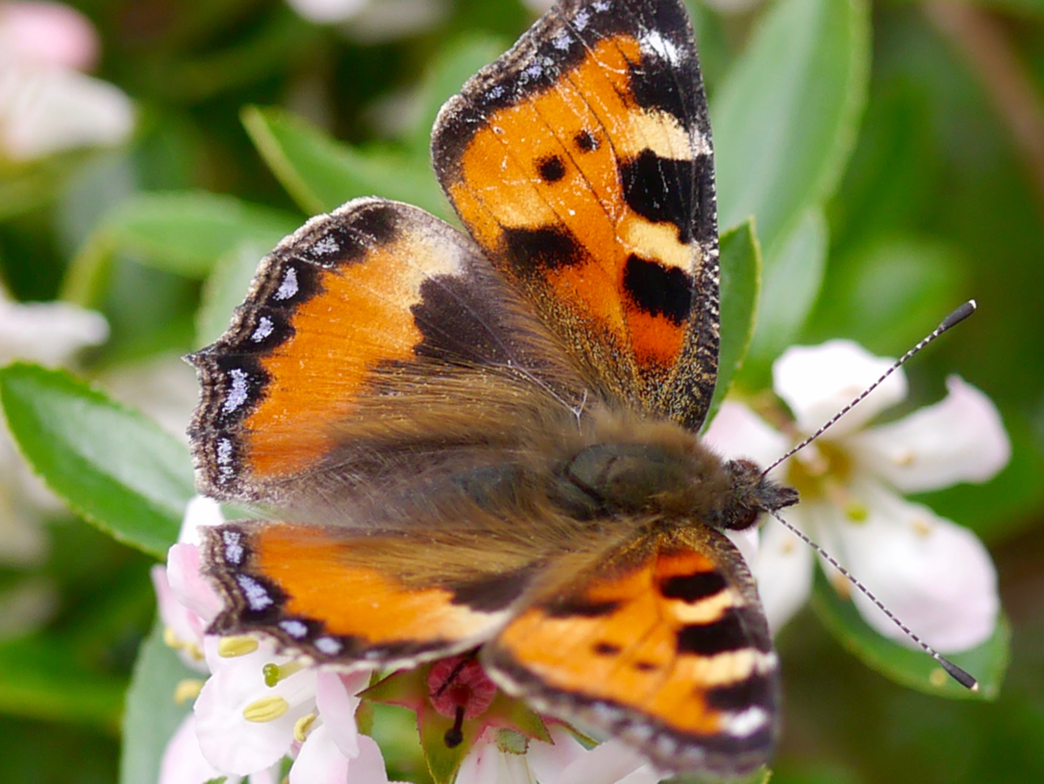 Panasonic Lumix G Macro 30mm F2.8 ASPH Mega OIS sample photo. Re papillonne... photography
