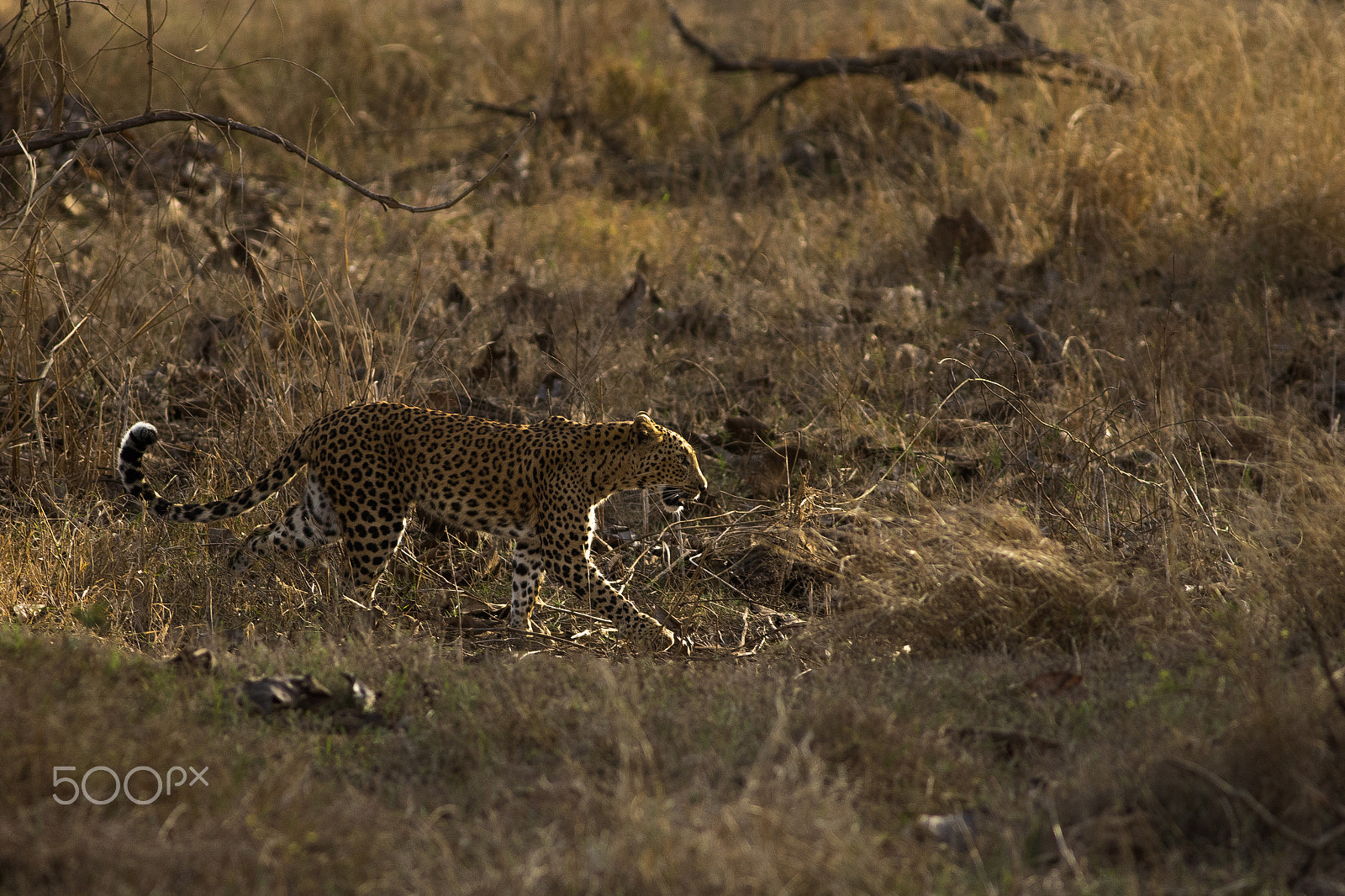 Canon EOS 7D Mark II + Canon EF 400mm F5.6L USM sample photo. Spotted queen on the prowl photography