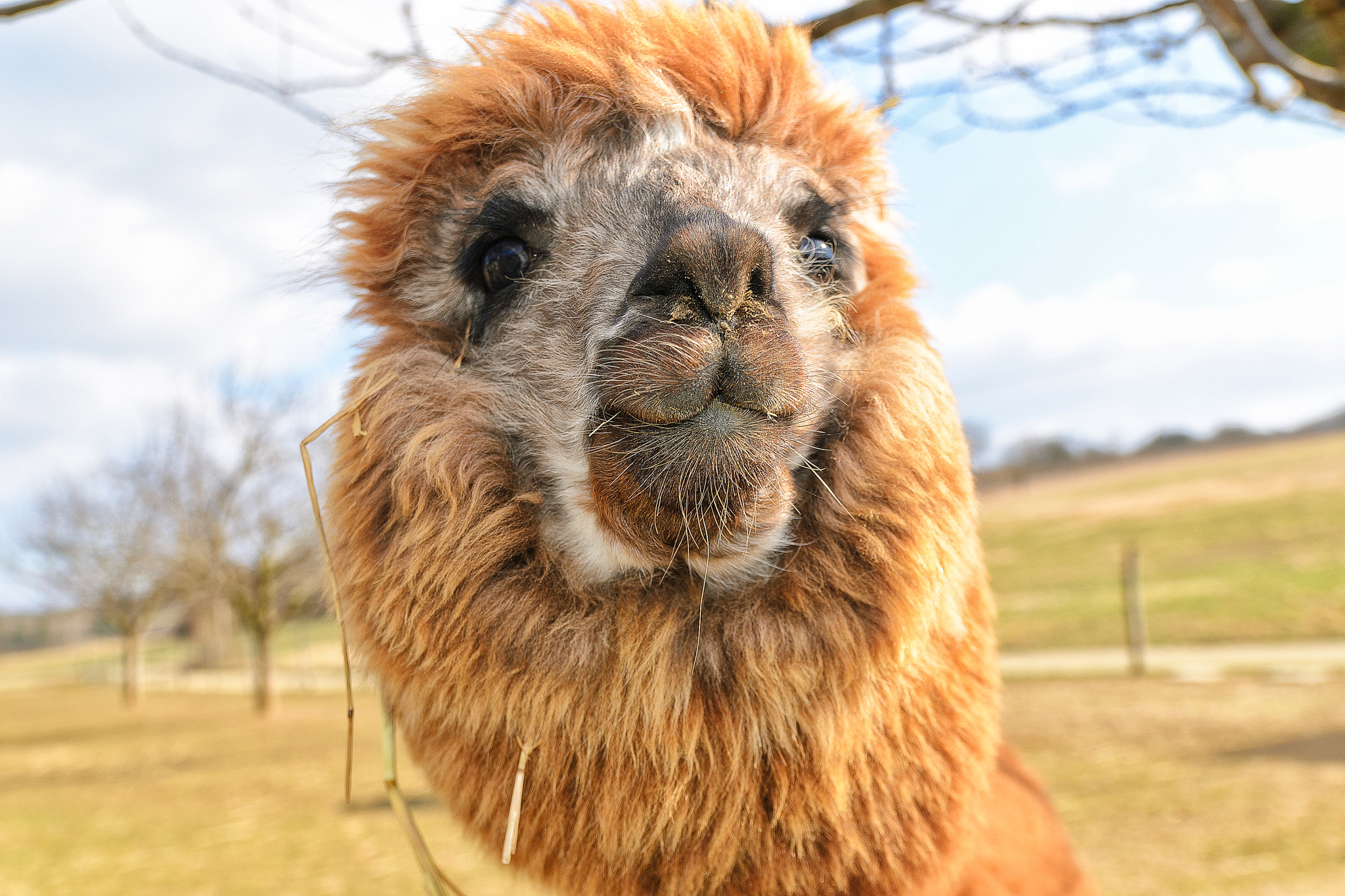 Nikon D7000 + Sigma 18-50mm F2.8 EX DC Macro sample photo. Alpacas photography