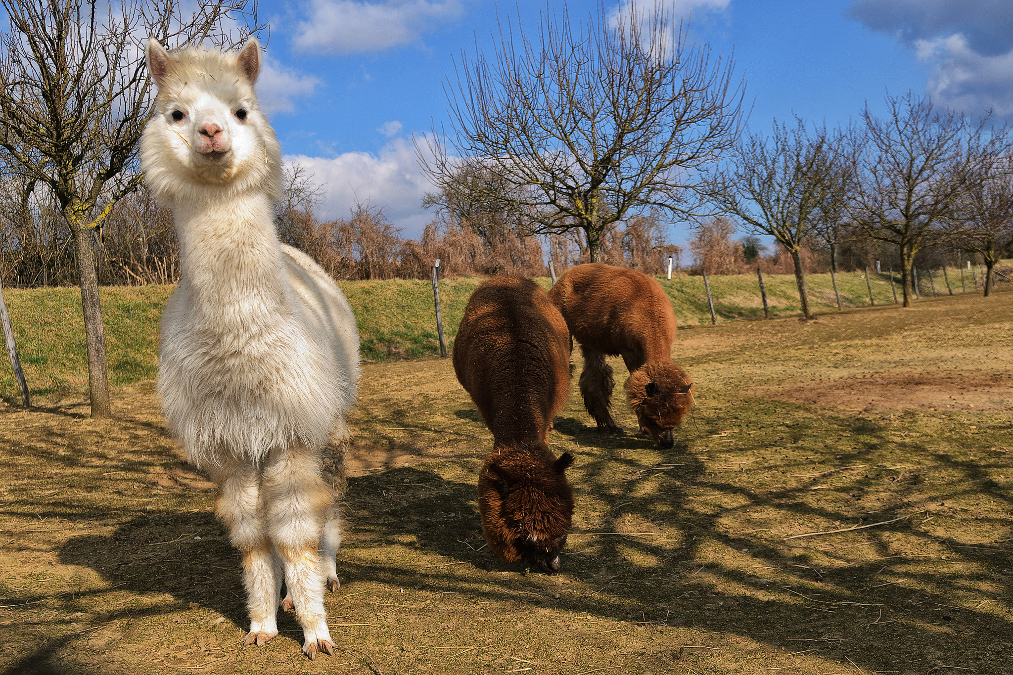 Nikon D7000 + Sigma 18-50mm F2.8 EX DC Macro sample photo. Alpacas photography