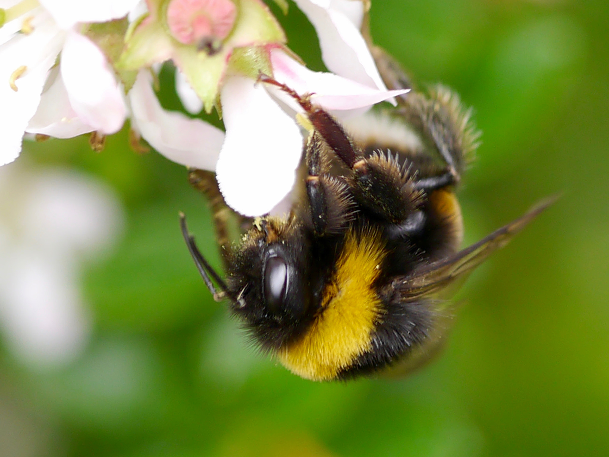 Panasonic Lumix G Macro 30mm F2.8 ASPH Mega OIS sample photo. Butineuse photography