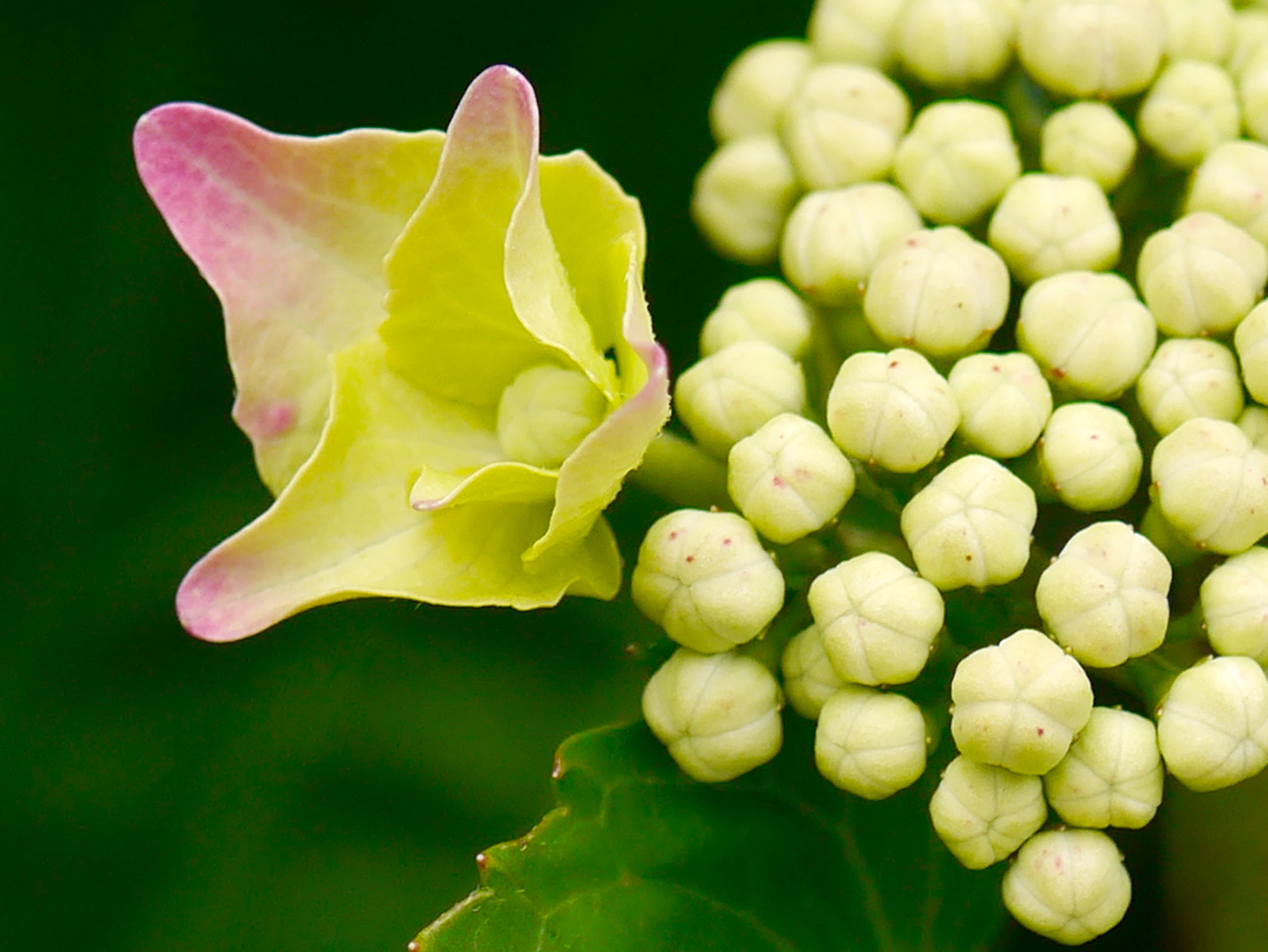 Panasonic Lumix DMC-GX1 + Panasonic Lumix G Macro 30mm F2.8 ASPH Mega OIS sample photo. Hortensia à fleurir photography