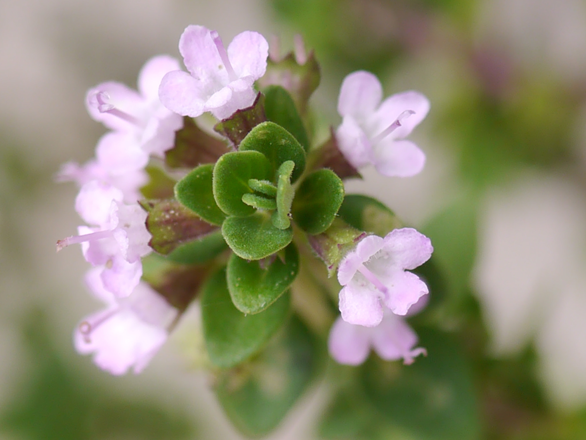 Panasonic Lumix G Macro 30mm F2.8 ASPH Mega OIS sample photo. Re thym... photography