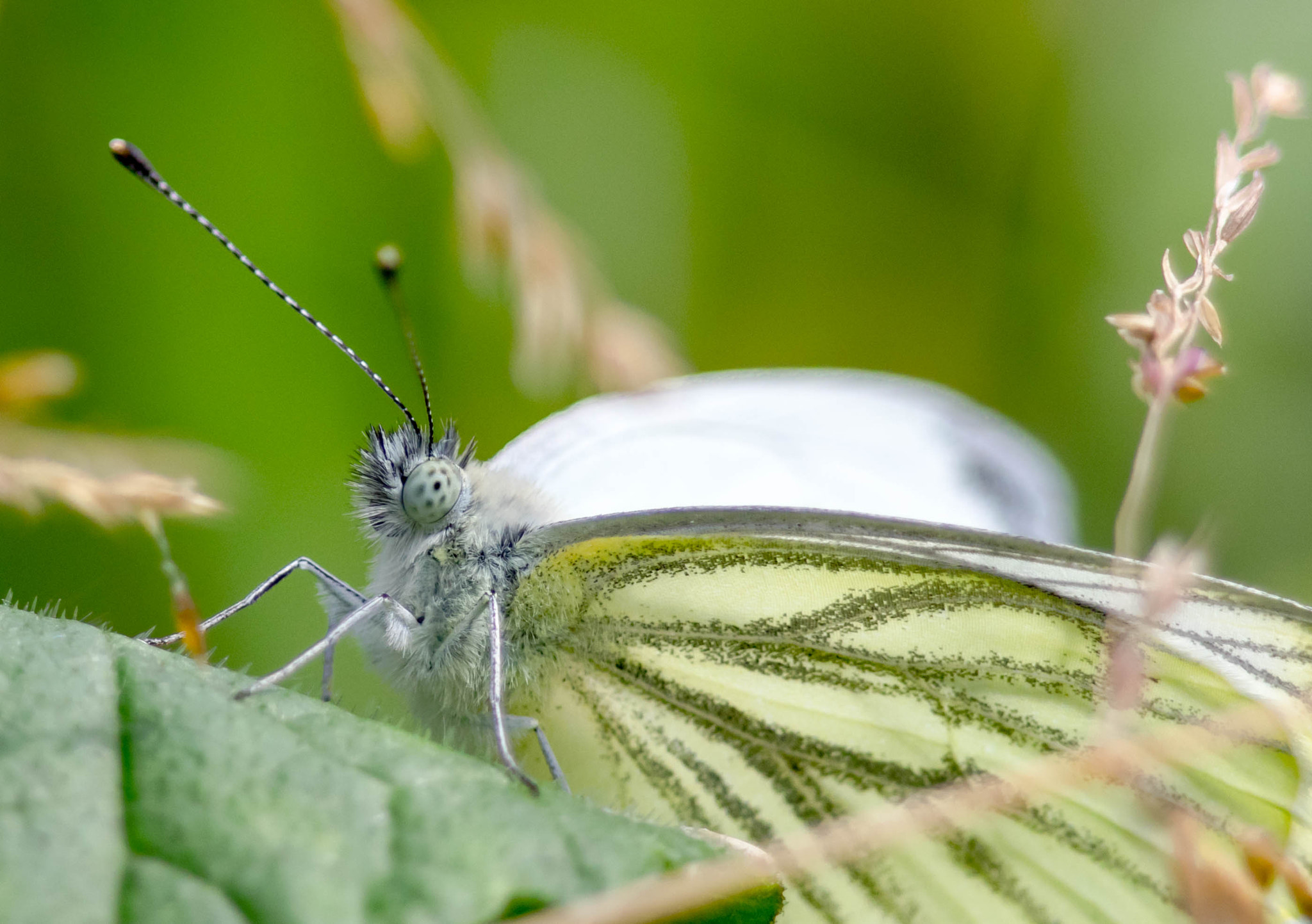 Canon EF 300mm F2.8L IS II USM sample photo. Pieris napi photography