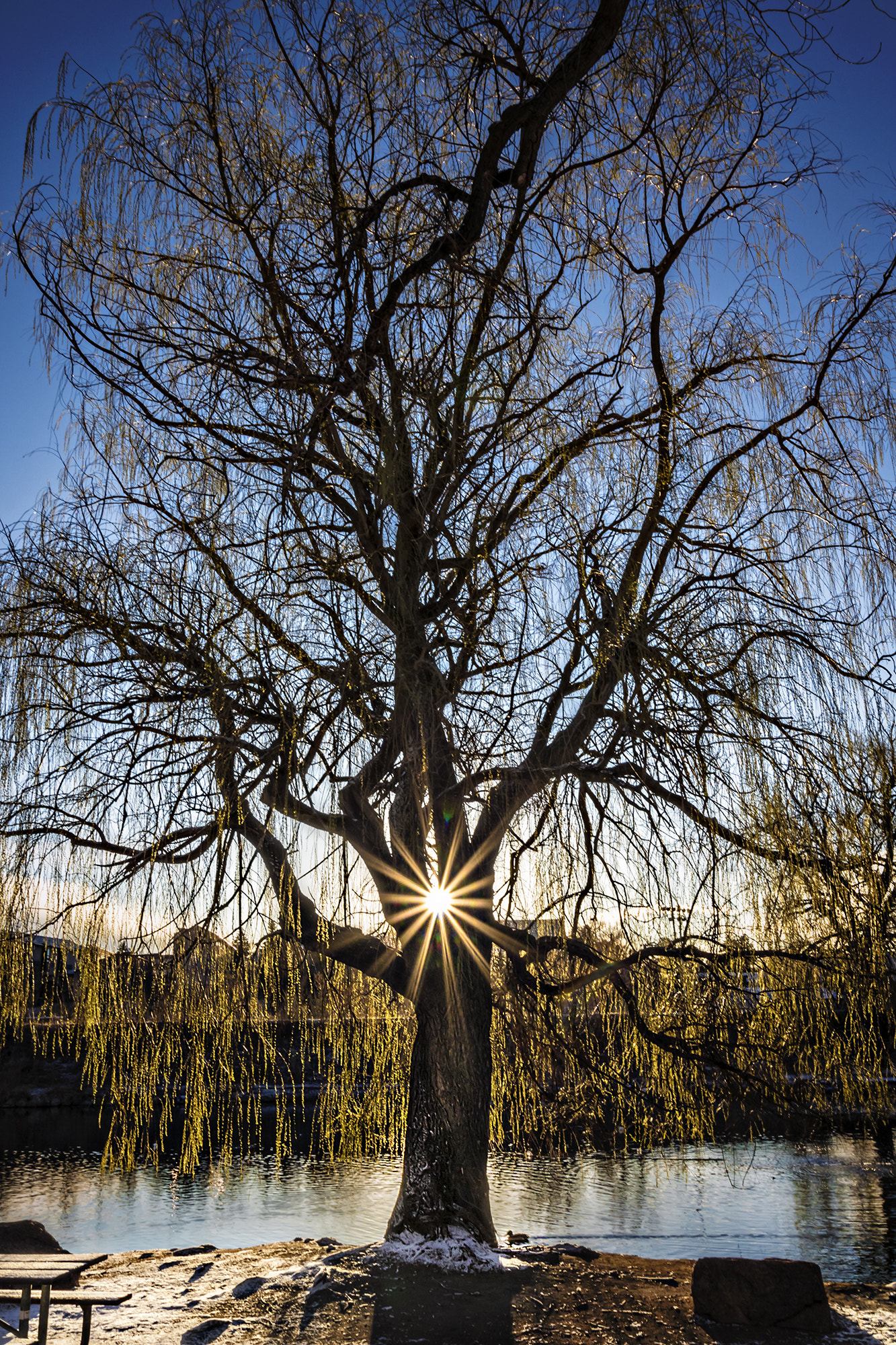 Sigma 10-20mm F3.5 EX DC HSM sample photo. Tree sunburst photography
