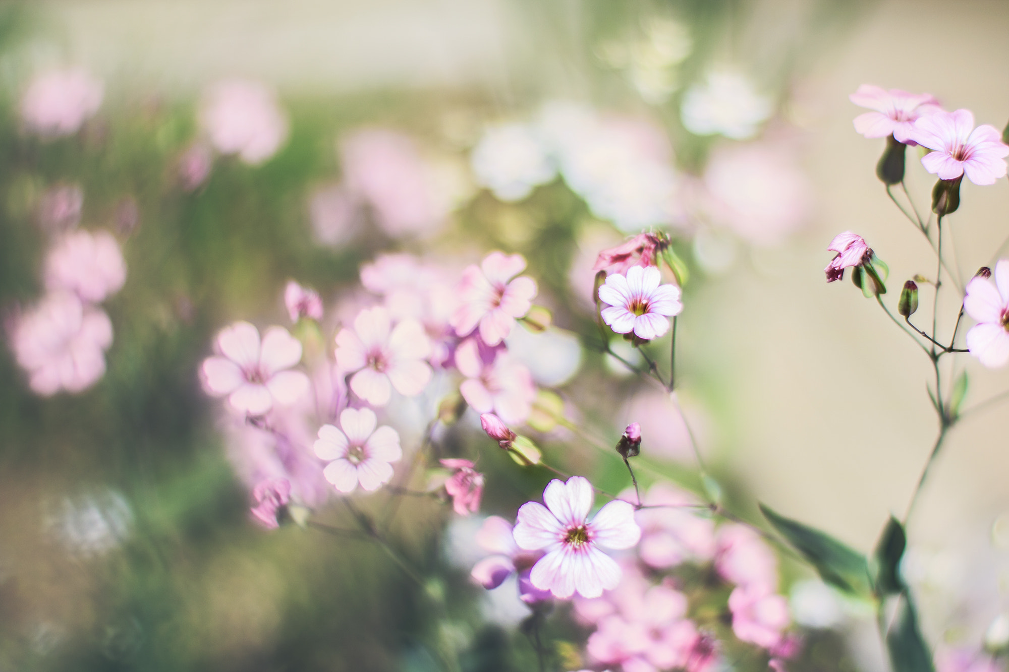 Canon EOS 750D (EOS Rebel T6i / EOS Kiss X8i) + Canon EF 50mm F1.4 USM sample photo. Pink flowers photography