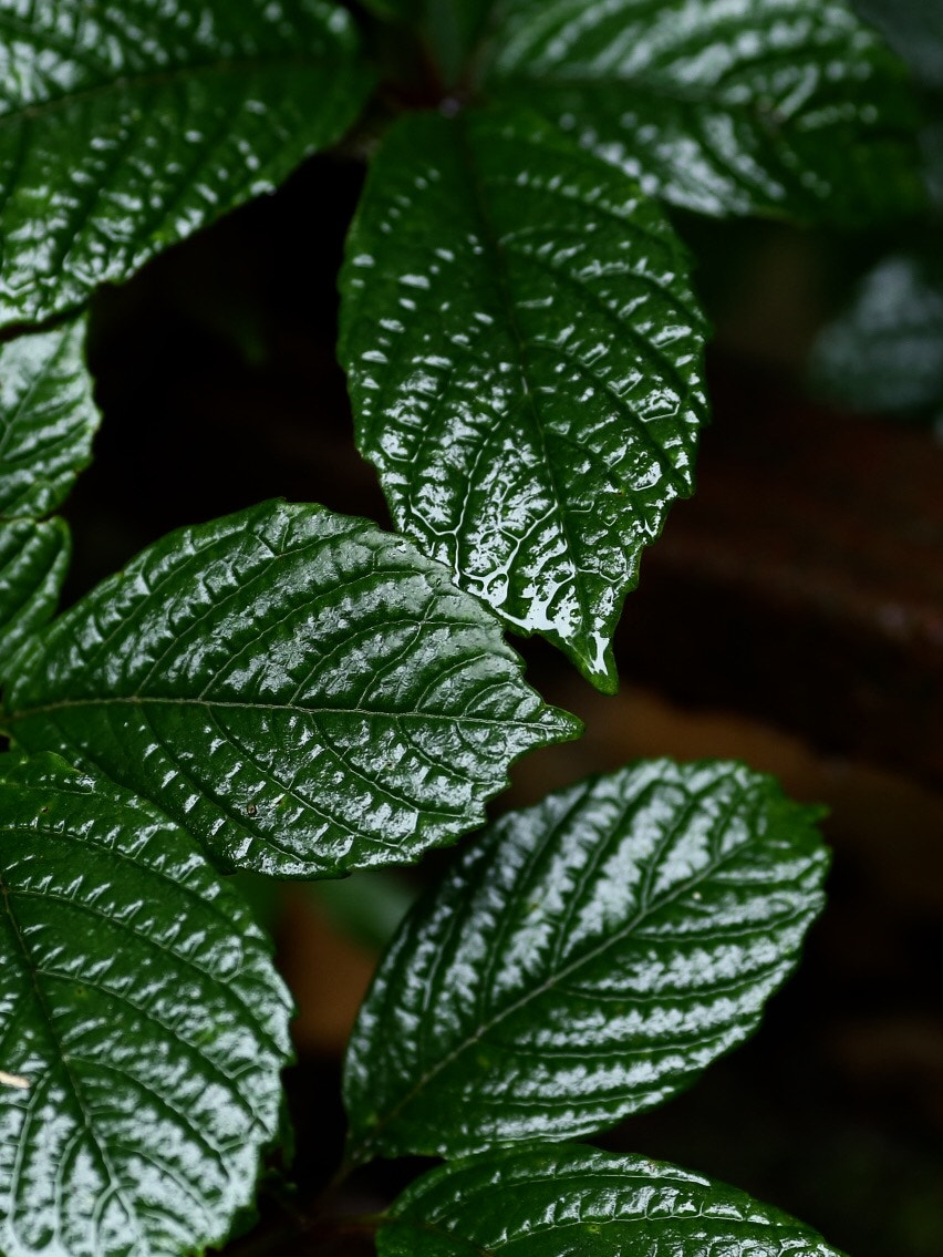Canon EF 135mm F2L USM sample photo