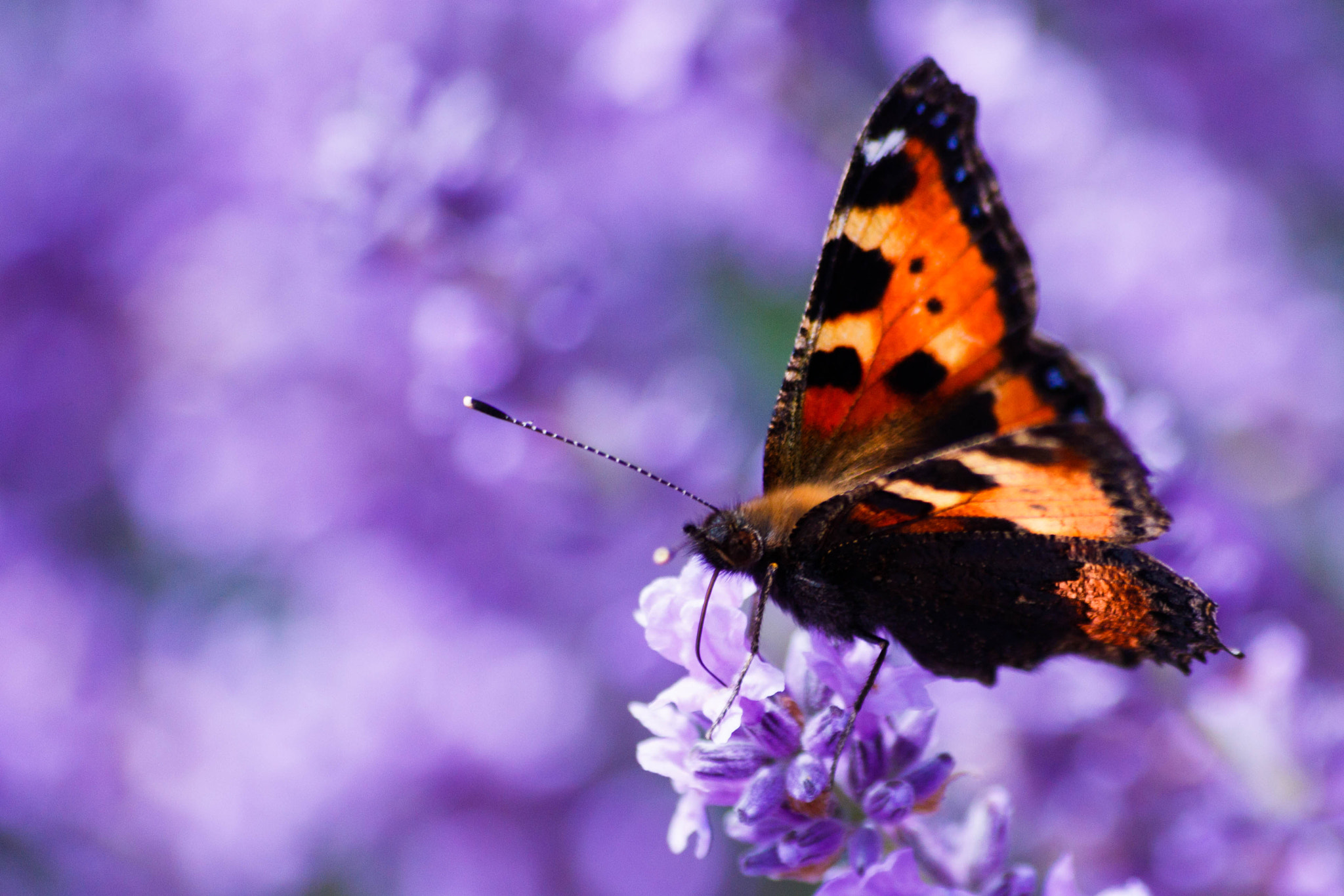 Sigma 70-300mm F4-5.6 APO DG Macro sample photo. Famous lavender photography