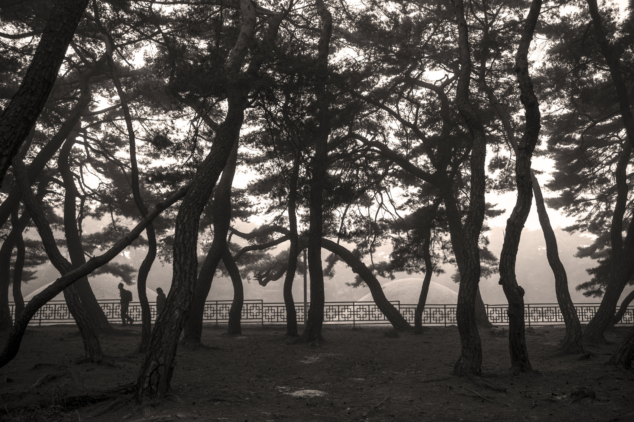 Canon EF-S 18-55mm F3.5-5.6 sample photo. Morning walk photography