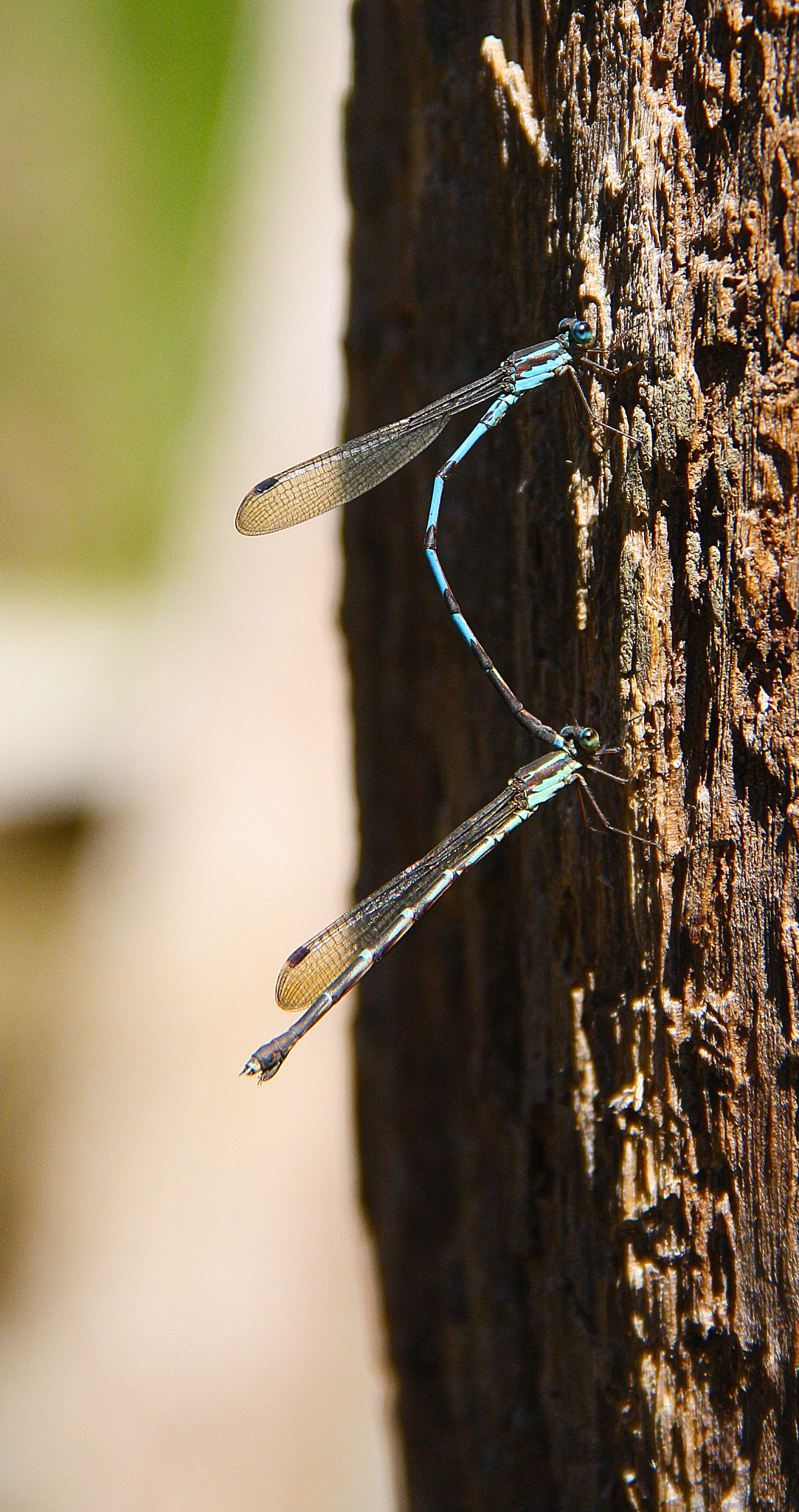 Canon EOS 1000D (EOS Digital Rebel XS / EOS Kiss F) sample photo. Dragonfly-about time.. photography