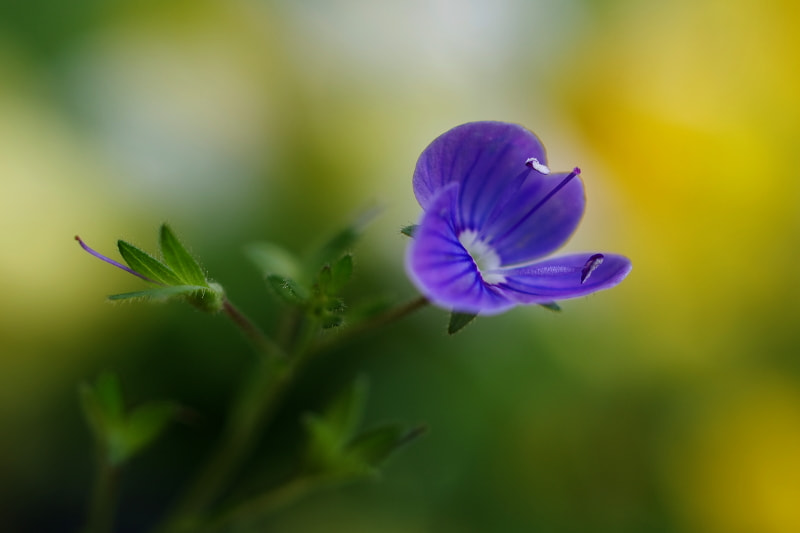 Pentax K-5 II + HD Pentax DA 35mm F2.8 Macro Limited sample photo. Blue photography