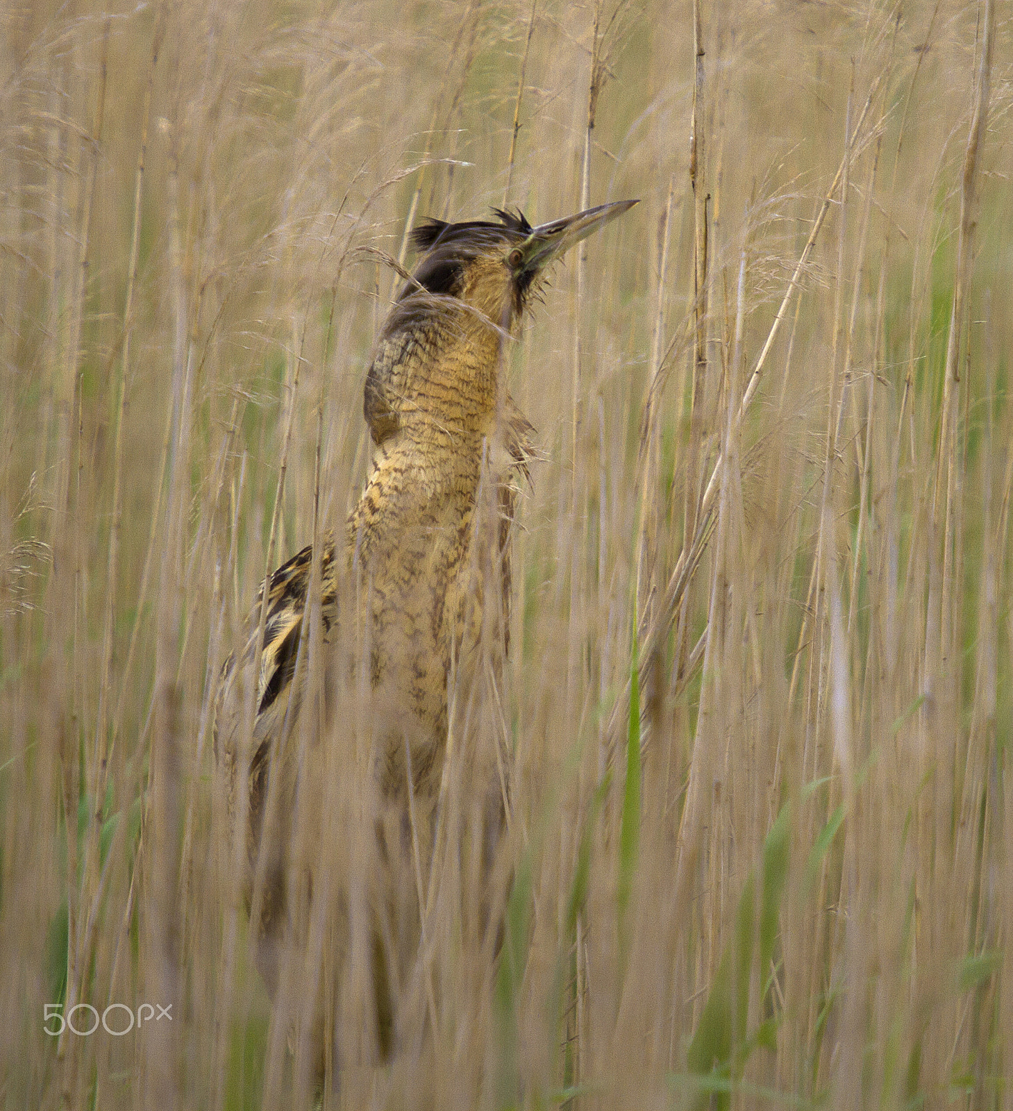 Canon EOS 7D + Canon EF 200mm F2.8L II USM sample photo. Peeping from the nest photography