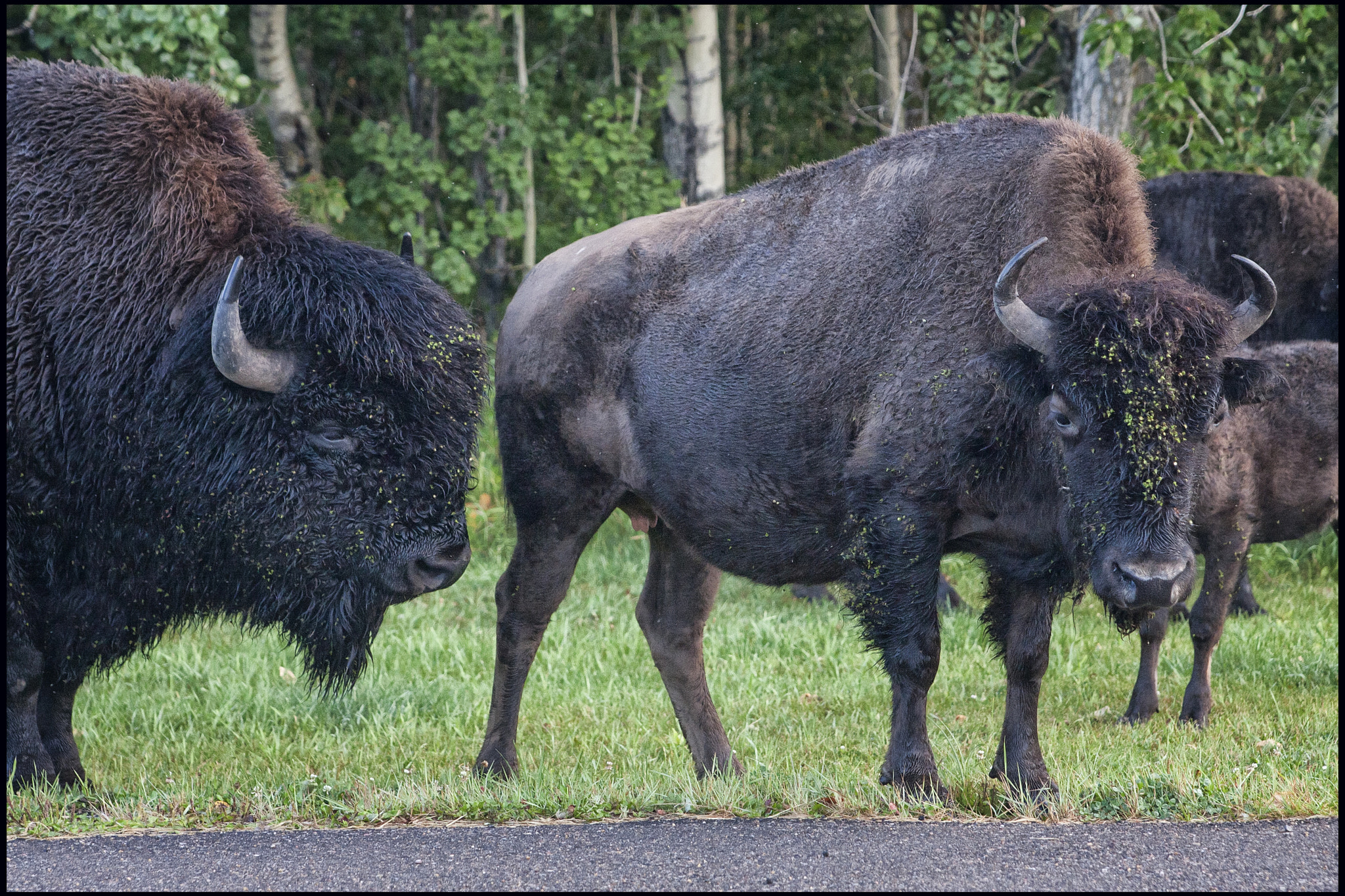 Canon EOS 40D + Tamron AF 28-75mm F2.8 XR Di LD Aspherical (IF) sample photo. Alberta bison photography