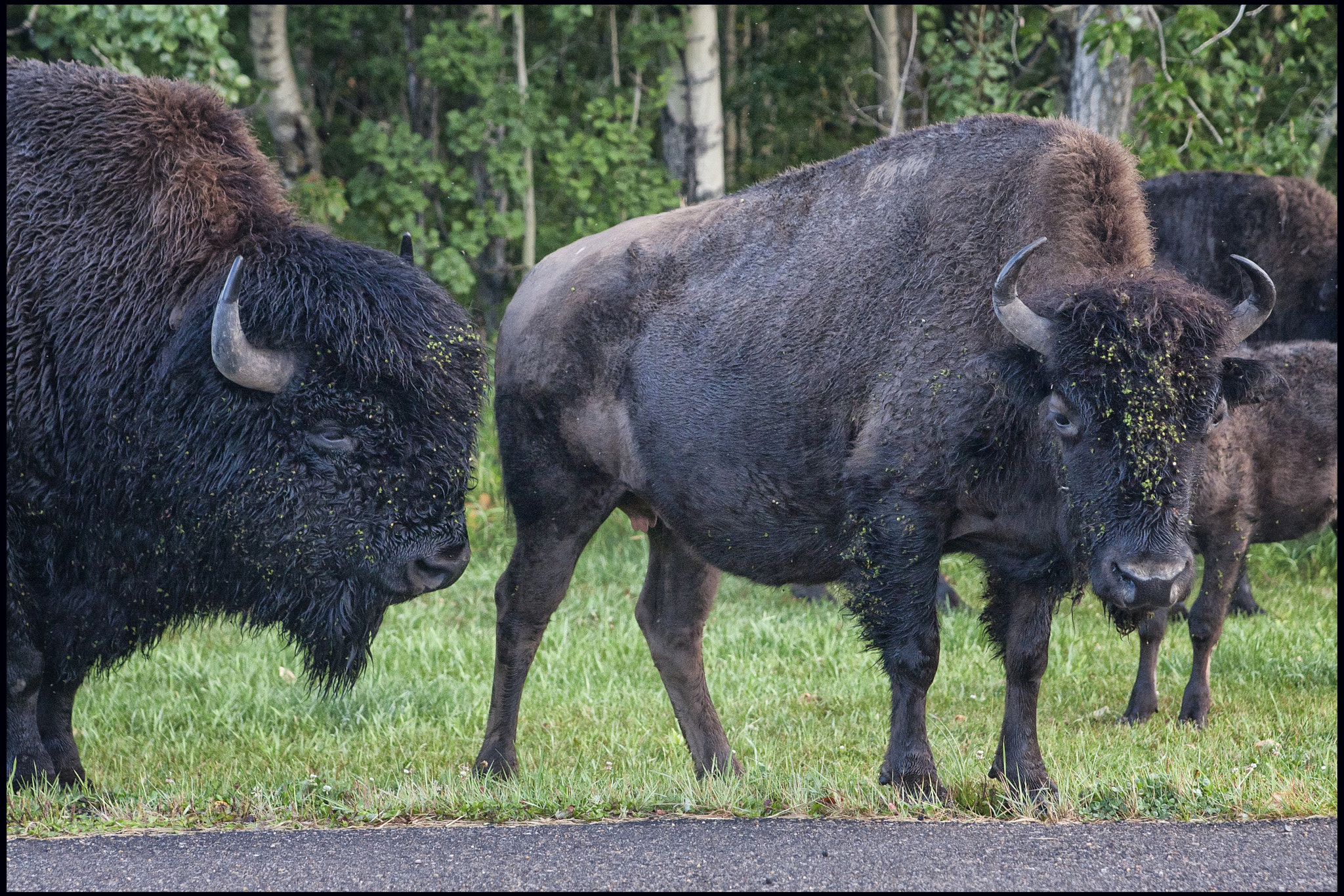 Canon EOS 40D sample photo. Alberta bison photography