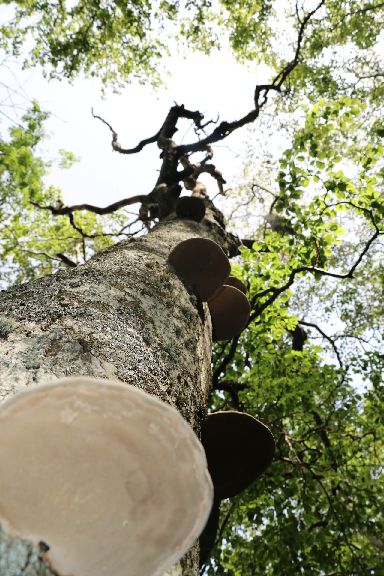 Canon EOS 750D (EOS Rebel T6i / EOS Kiss X8i) sample photo. Wood  photography