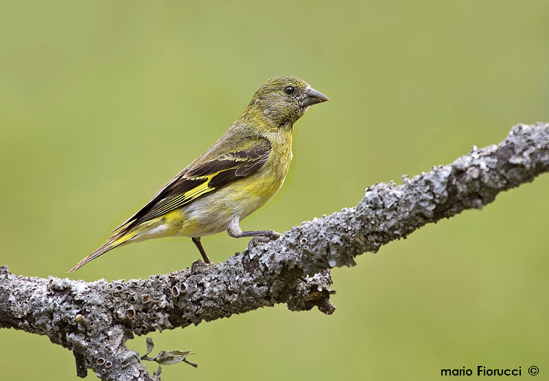 Canon EF 100-400mm F4.5-5.6L IS USM sample photo. Carduelis magellanica photography