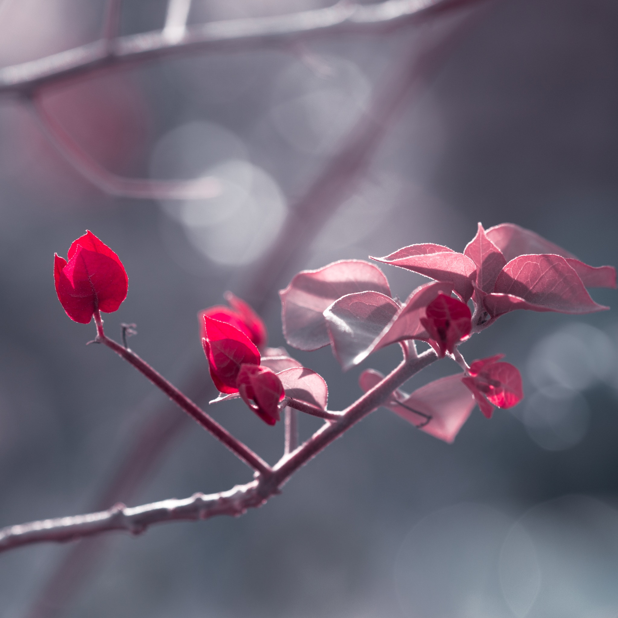 Pentax smc D-FA 100mm F2.8 Macro WR sample photo. Red photography