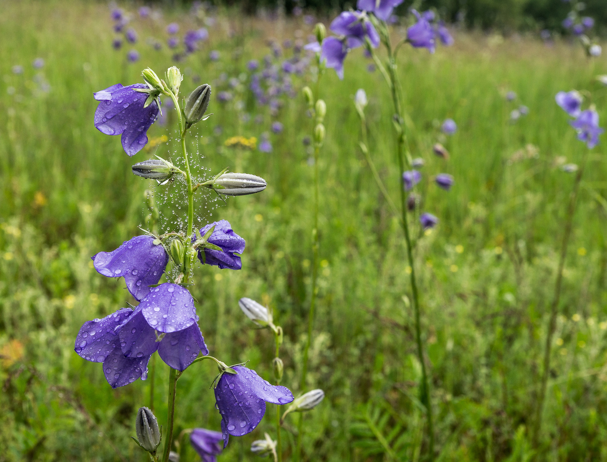 Sony Alpha DSLR-A580 sample photo. Bluebell photography