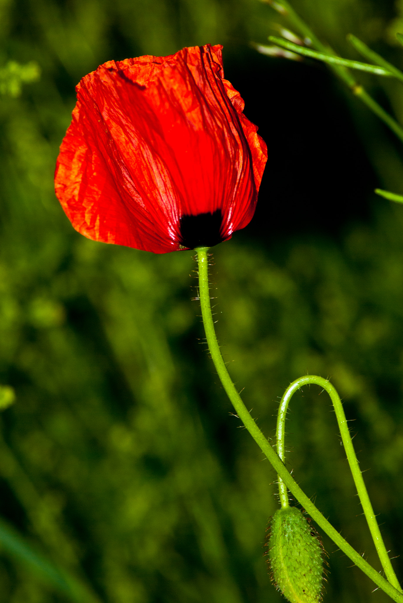 Nikon D60 sample photo. Klatschmohn photography