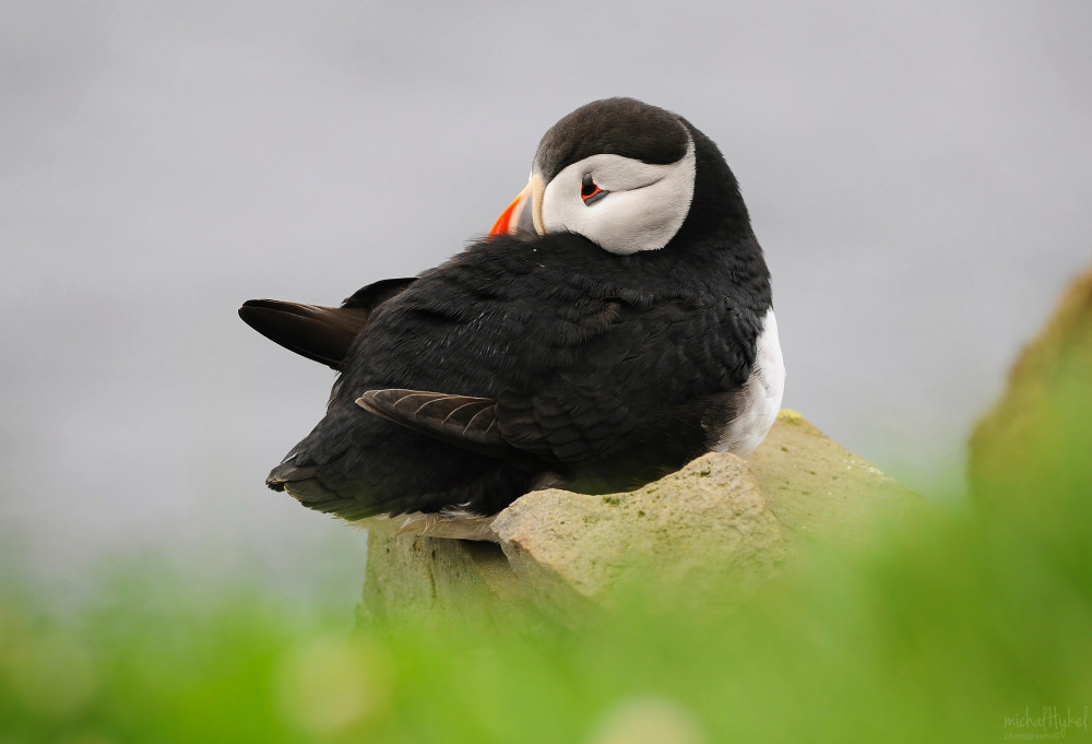 Nikon D90 + Nikon AF-S Nikkor 300mm F4D ED-IF sample photo. Atlantic puffin photography