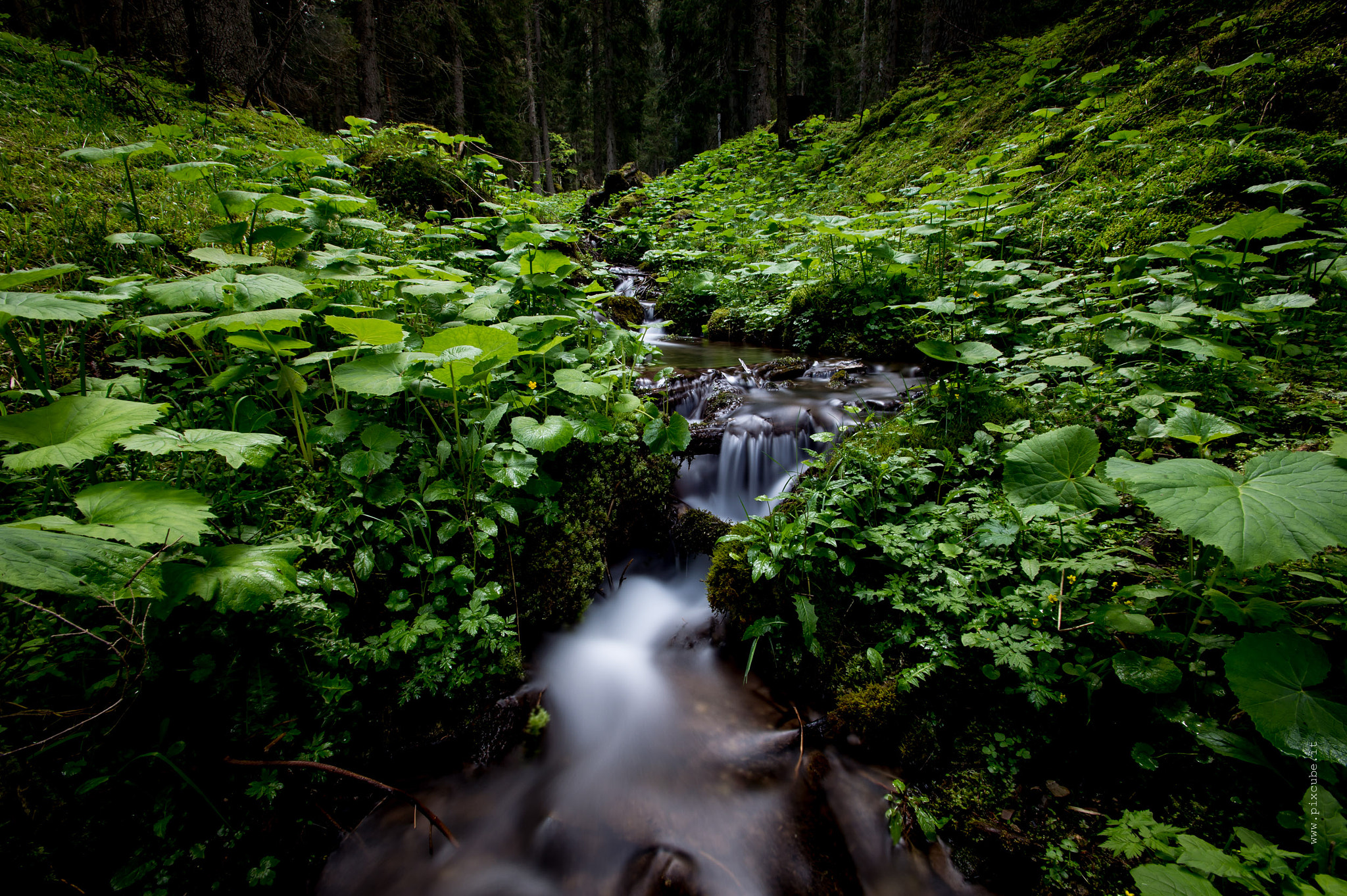 Nikon AF-S Nikkor 17-35mm F2.8D ED-IF sample photo. Pixcube.it con parco naturale paneveggio photography