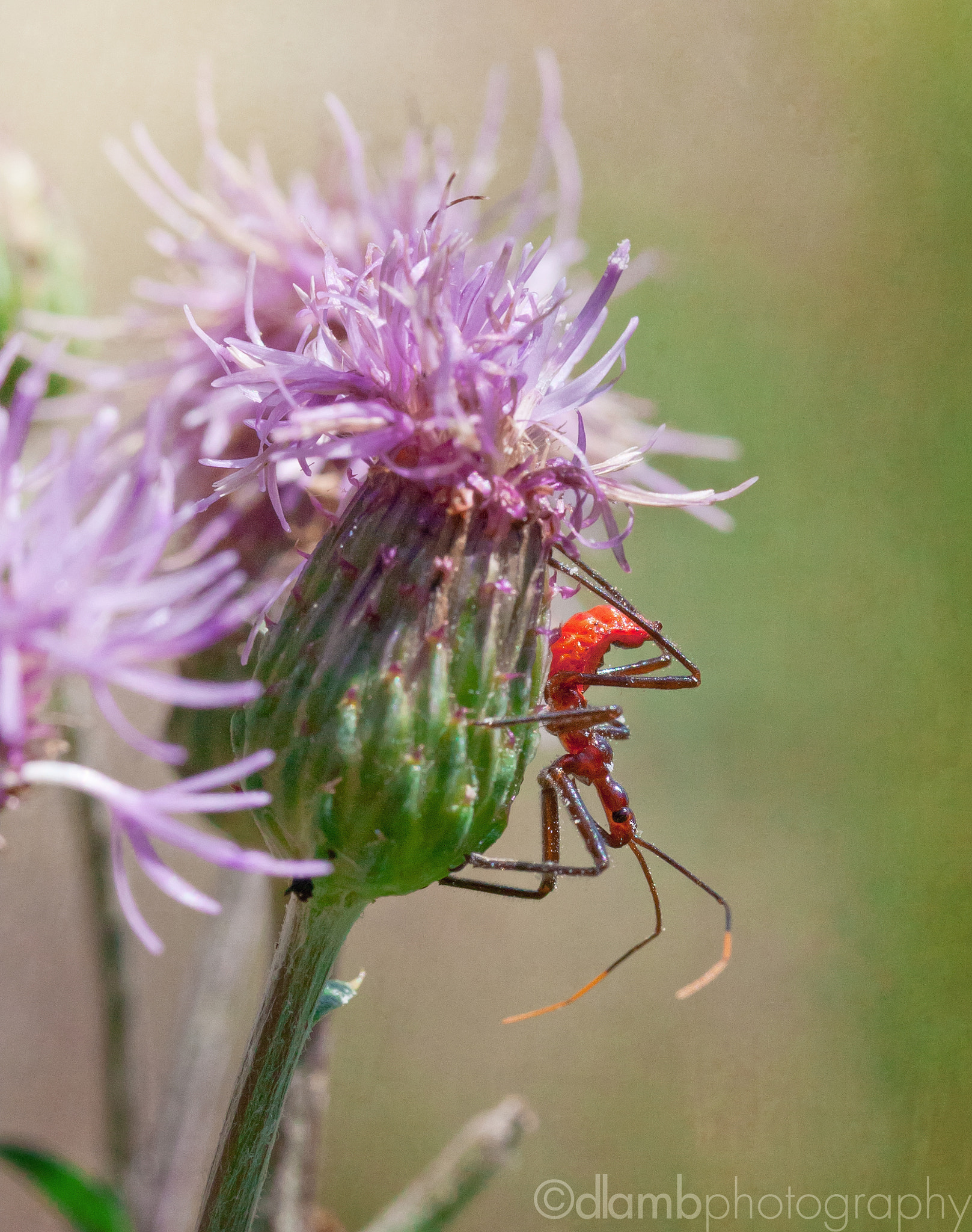 Canon EF-S 60mm F2.8 Macro USM sample photo. Killing pose red photography