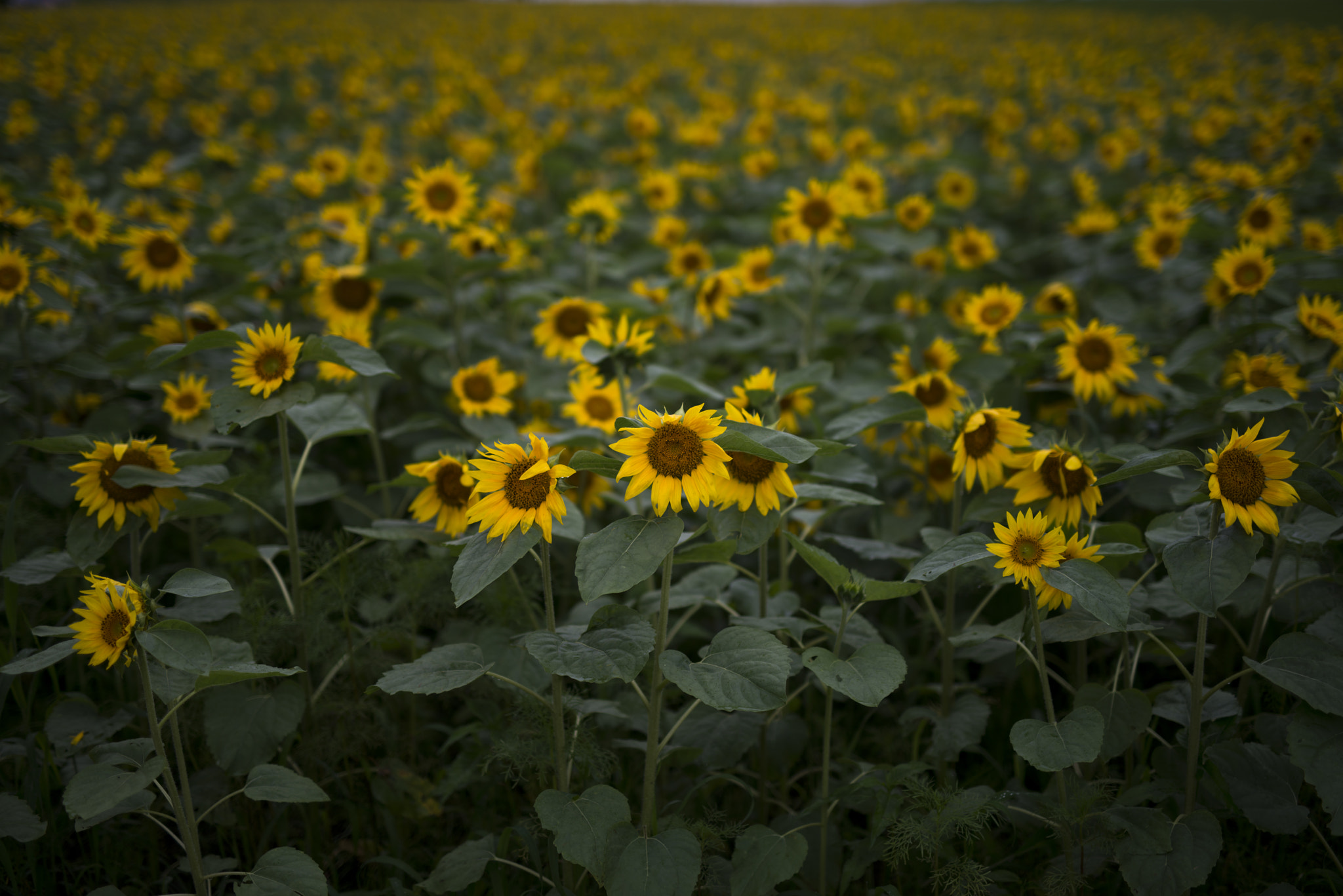 Nikon D800E + Sigma 50mm F1.4 DG HSM Art sample photo. Wet day photography