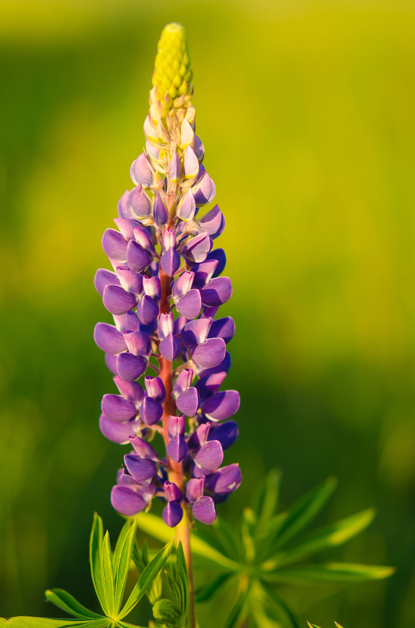 Nikon AF-S Micro-Nikkor 60mm F2.8G ED sample photo. Lupine photography