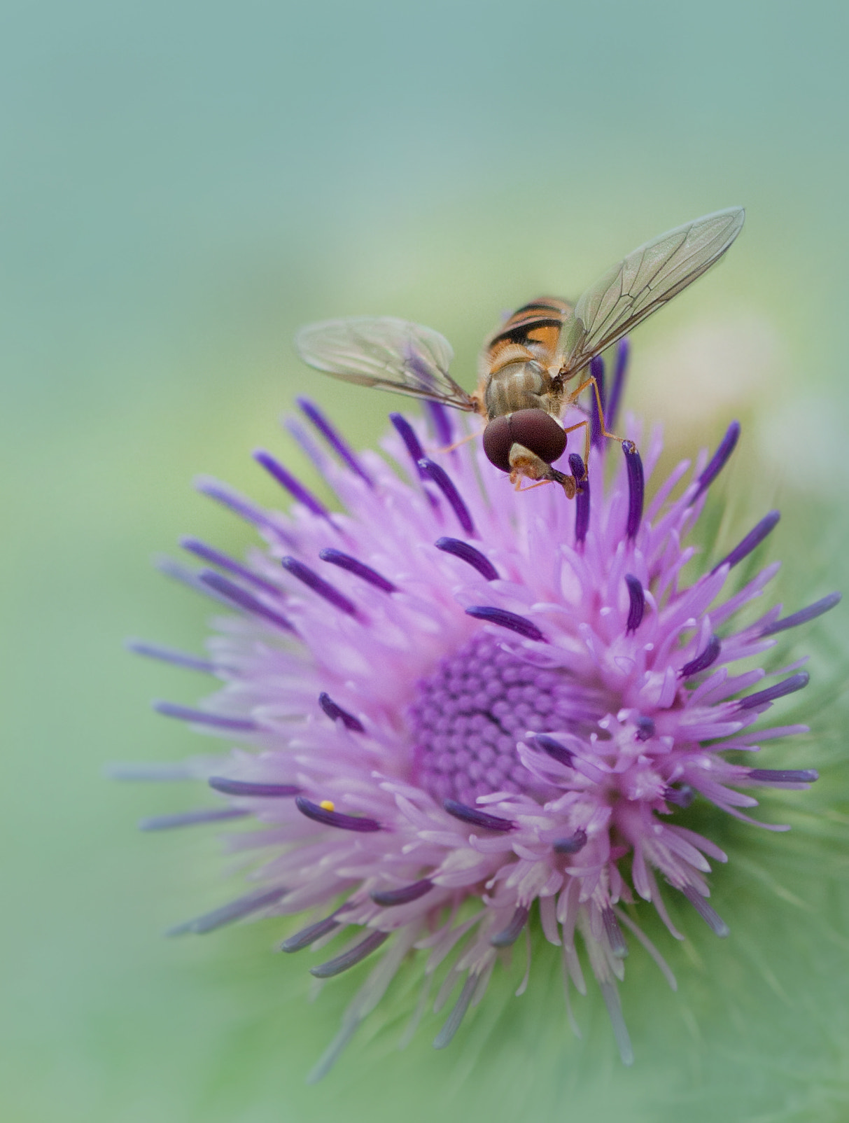 Canon EOS 30D + Canon EF 100mm F2.8 Macro USM sample photo. Colors of life photography