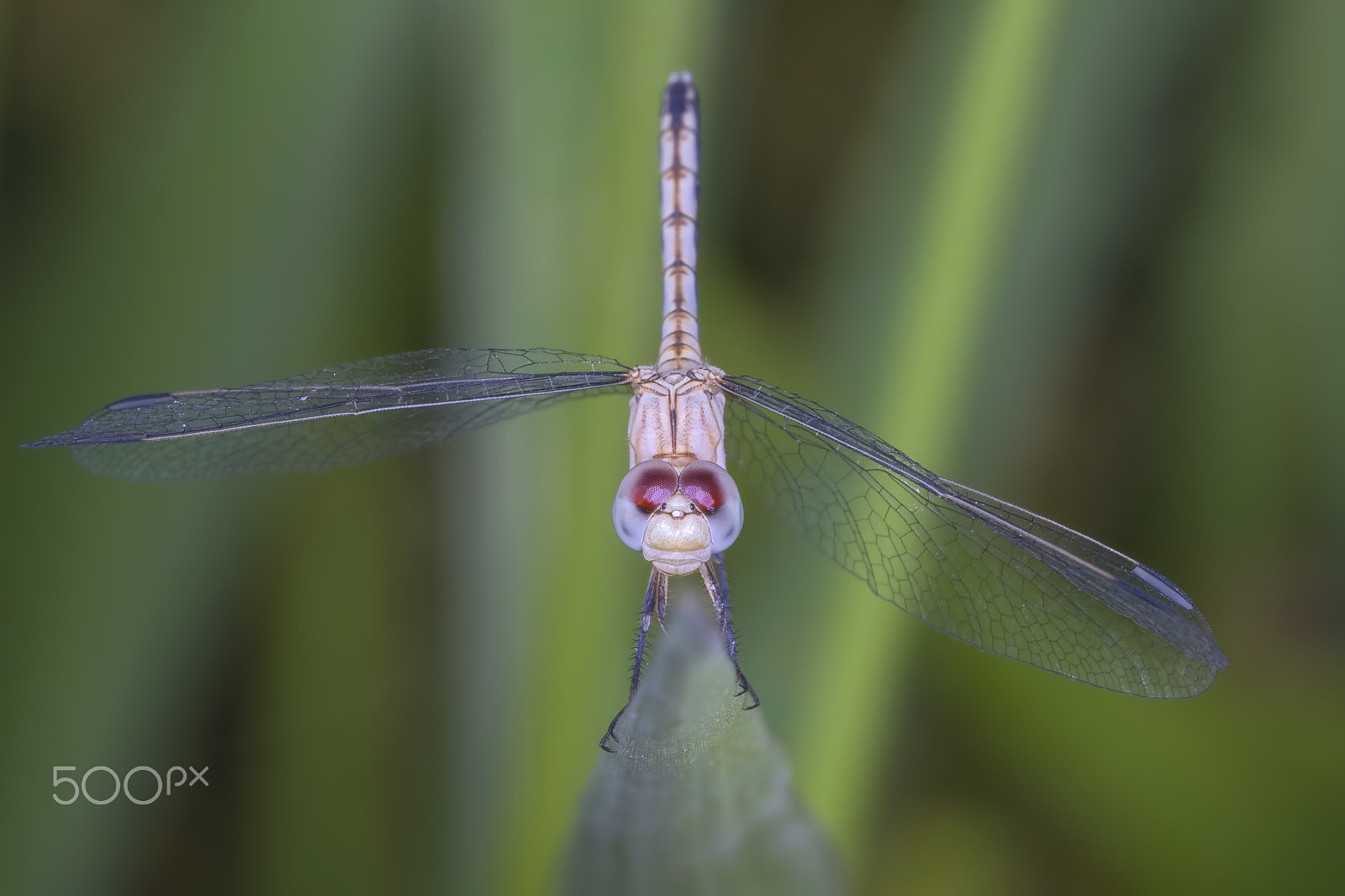Canon EF 180mm F3.5L Macro USM sample photo. D fly photography